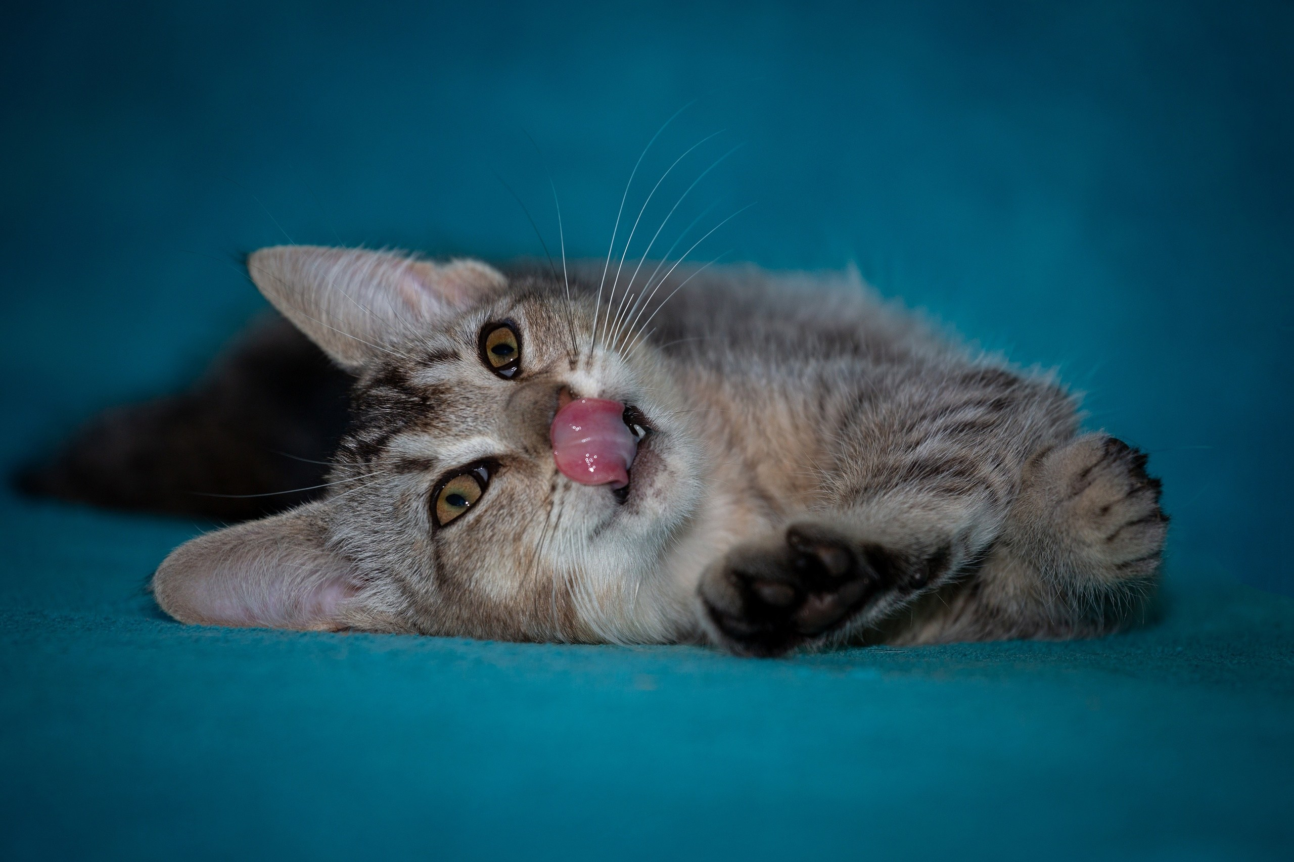 Кошки и котята в приютах. Irenephoto.ru