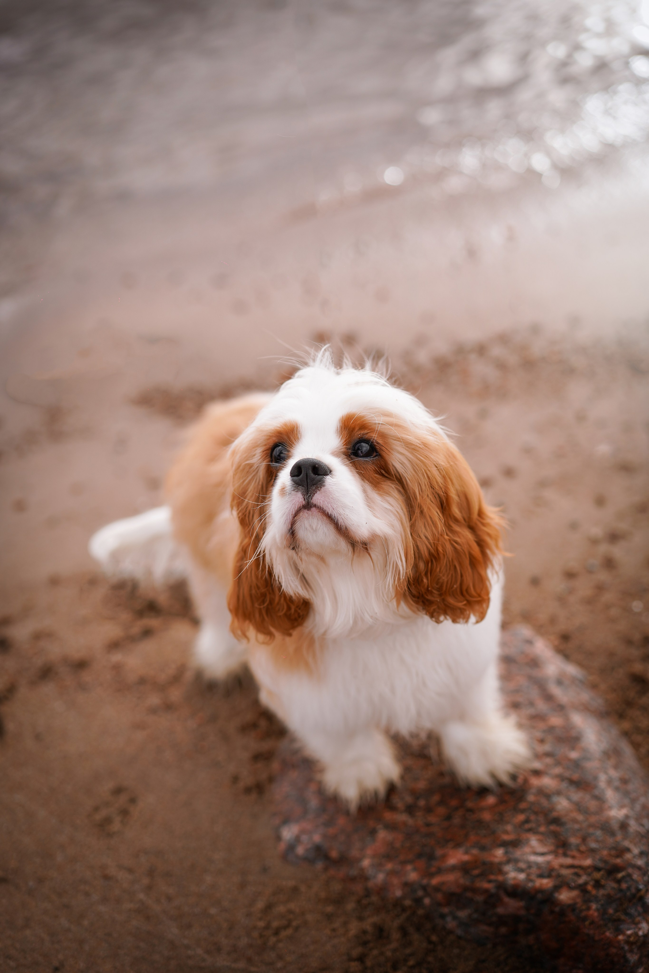 Катя Валера Саша и кавалерчики. Фотограф-анималист в Санкт-Петербурге Яна Мартынова