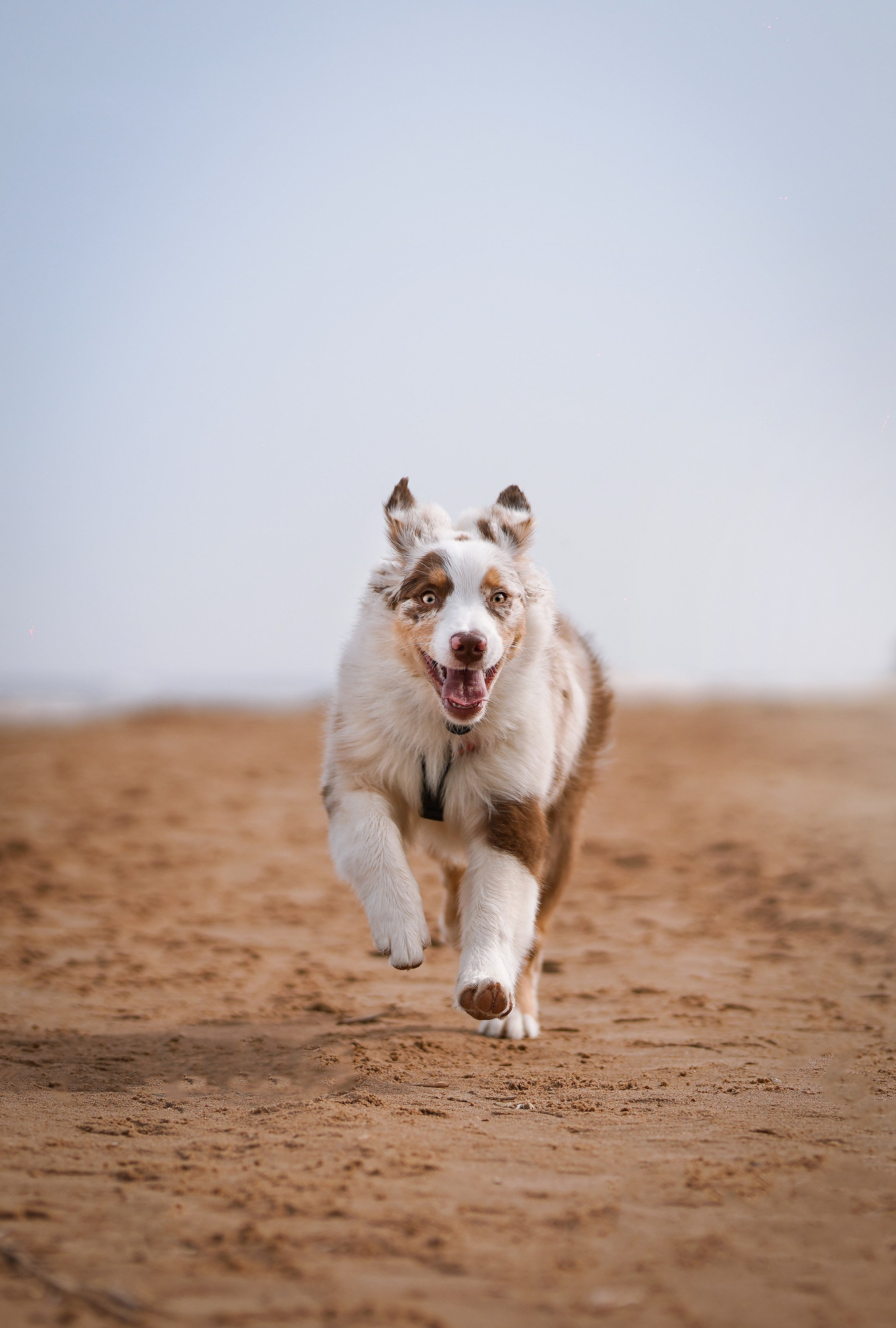 Аусси на Ладоге. Фотограф-анималист в Санкт-Петербурге Яна Мартынова