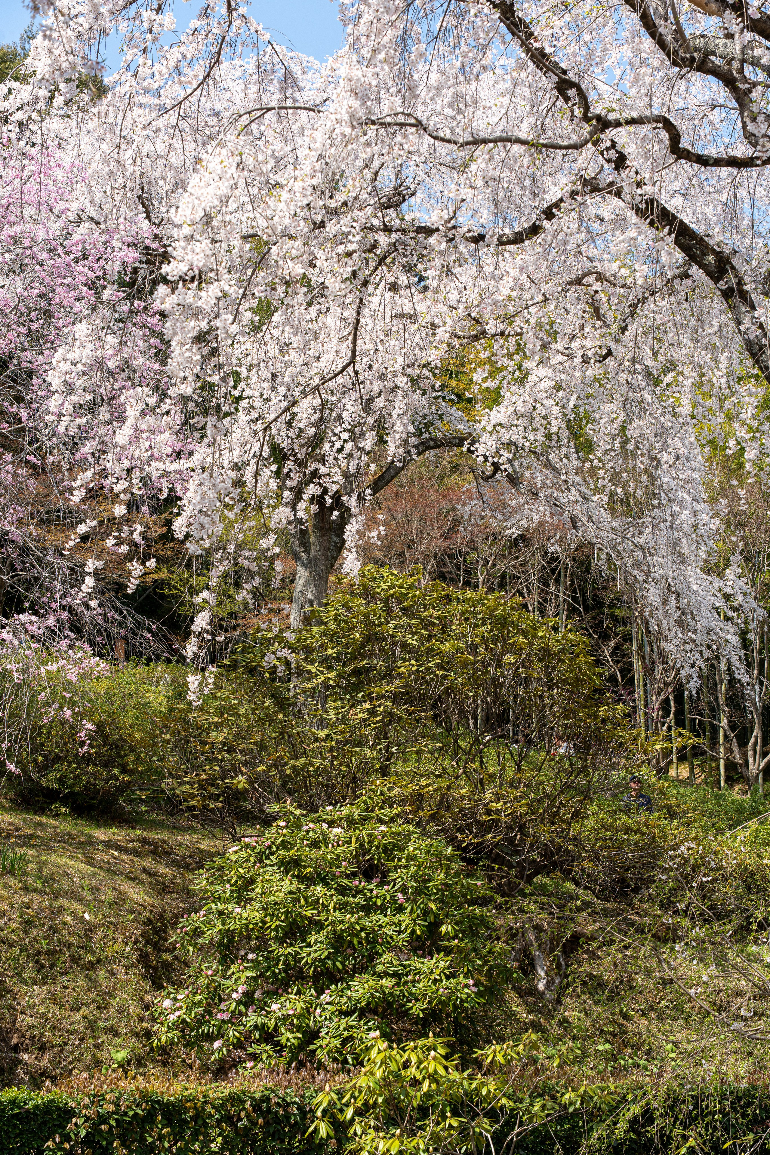 Япония, сакура. Творческие сьемки