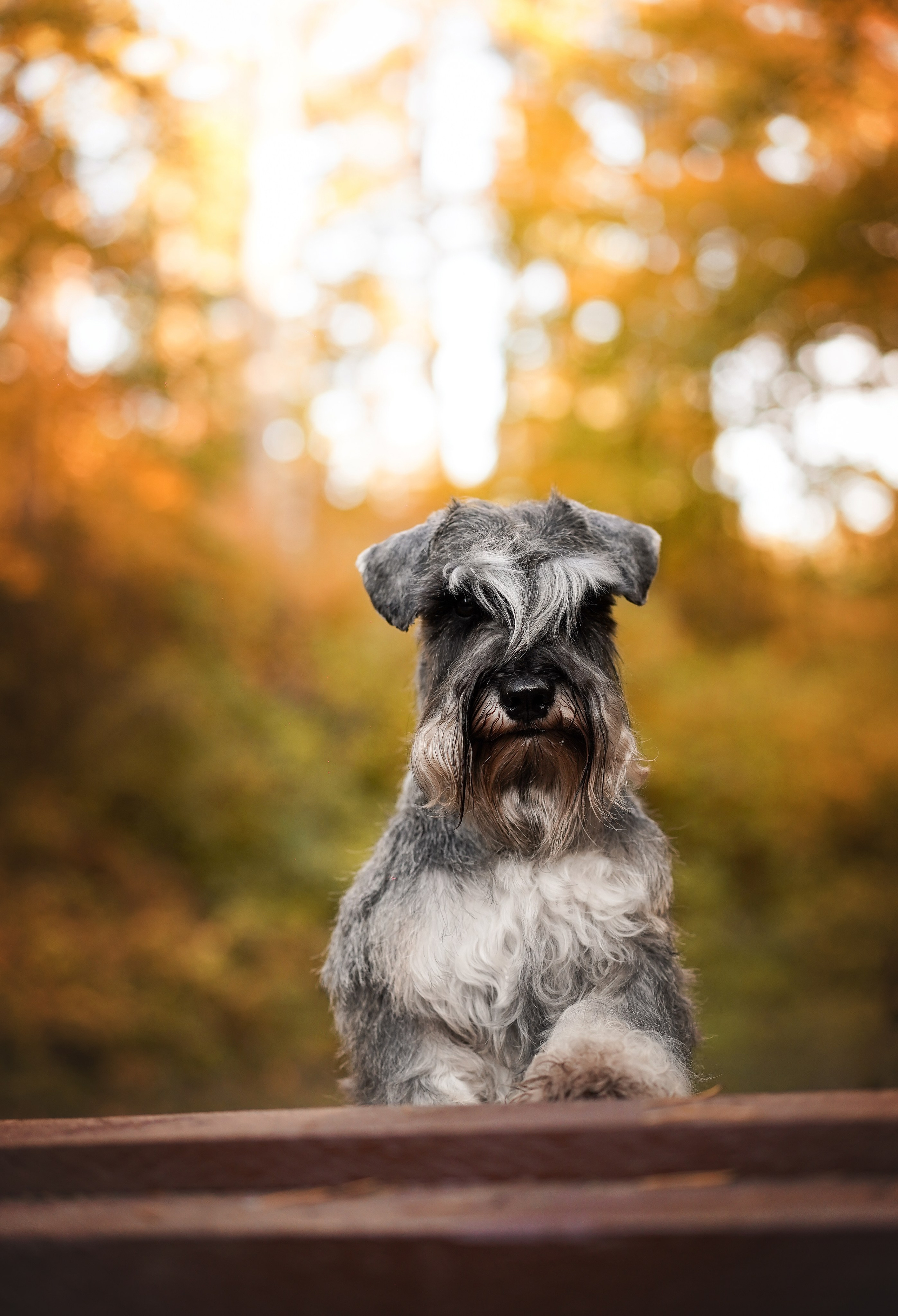 Даша Никита и Бенчи. Фотограф-анималист в Санкт-Петербурге Яна Мартынова