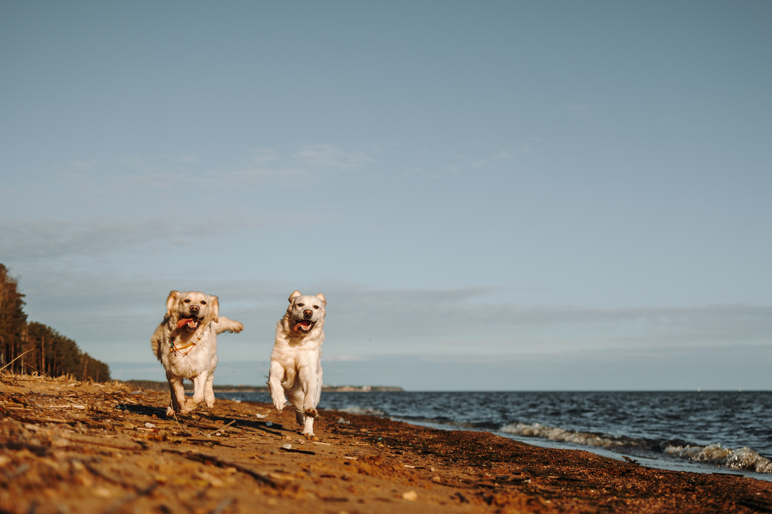 Катя и ее девочки. Фотограф — Анималист | Санкт-Петербург