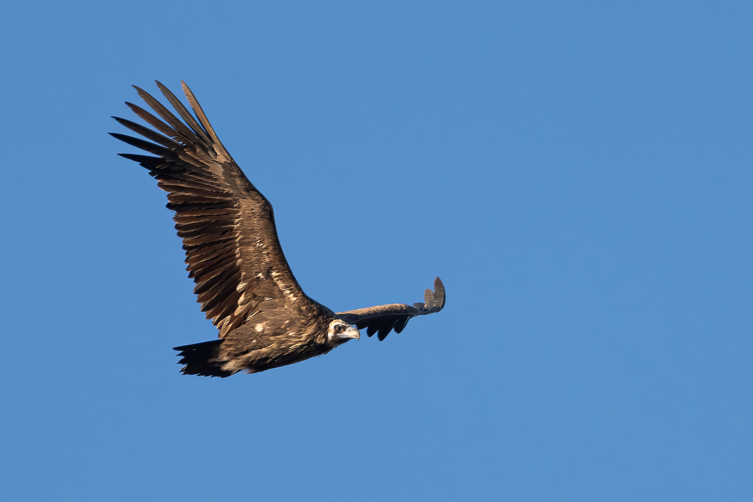 Черный гриф