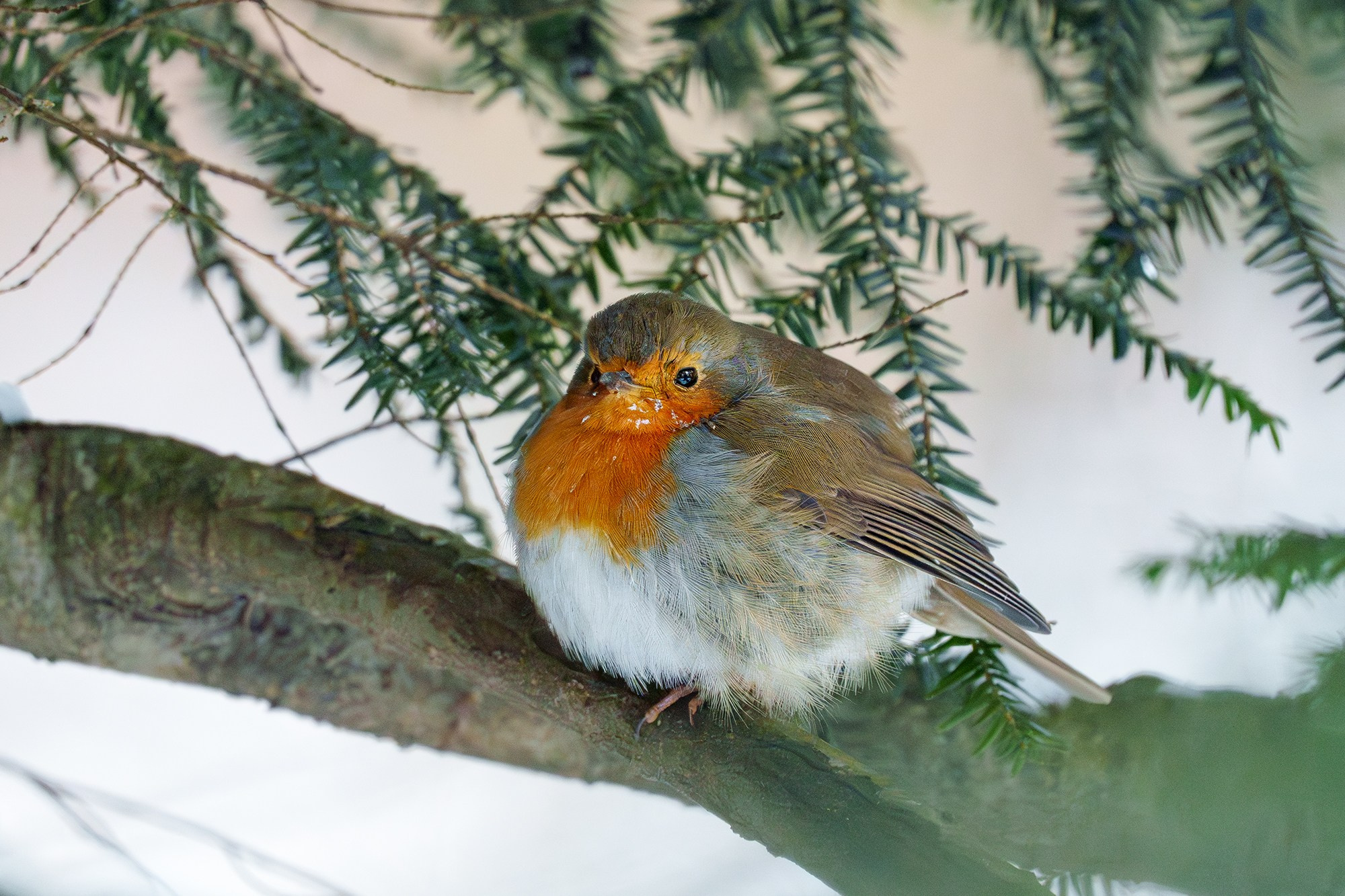 Удивительные мир птиц. Вокруг нас столько прекрасного — присмотритесь!. Ваш личный фотограф Марина Волкова