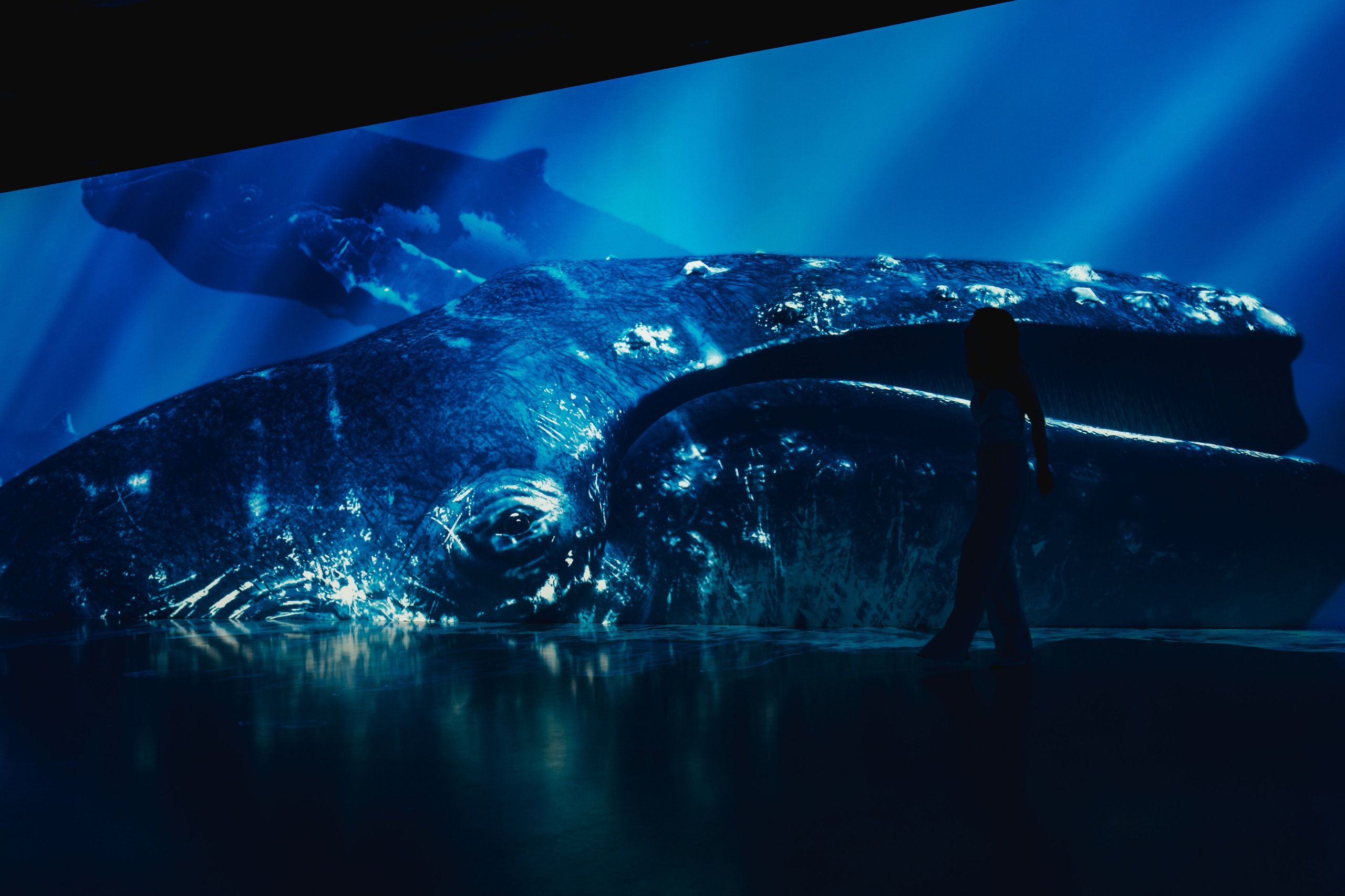 VI Ocean, Tutankhamun, SILA SVETA. @tomrus: Рустам Шагиморданов — фотограф