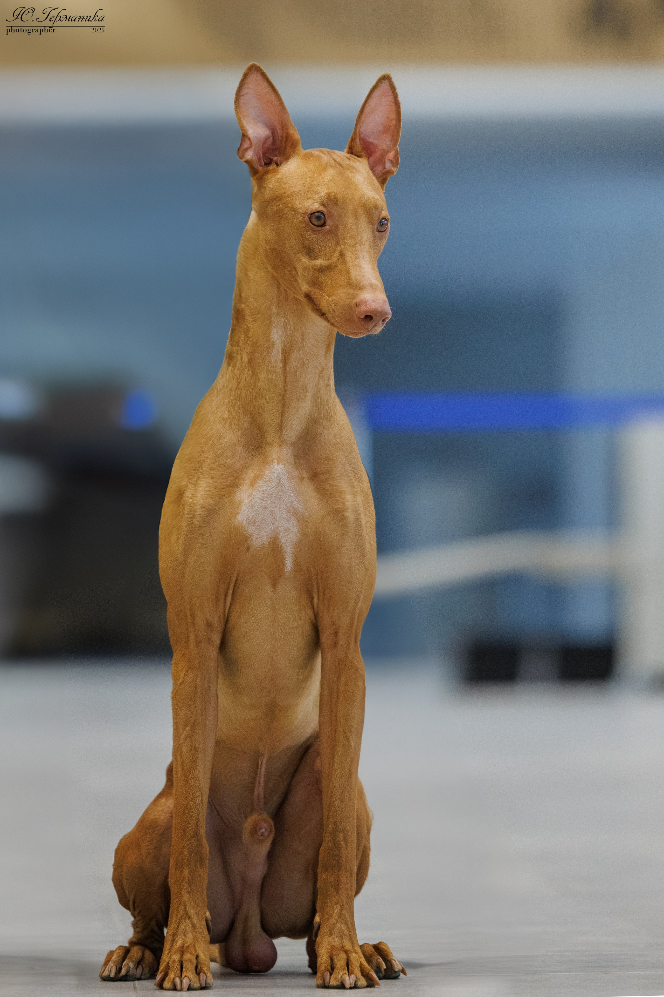 Астана 2хCACIB 3-4.05.2025. Фотограф-анималист Юлия Германика