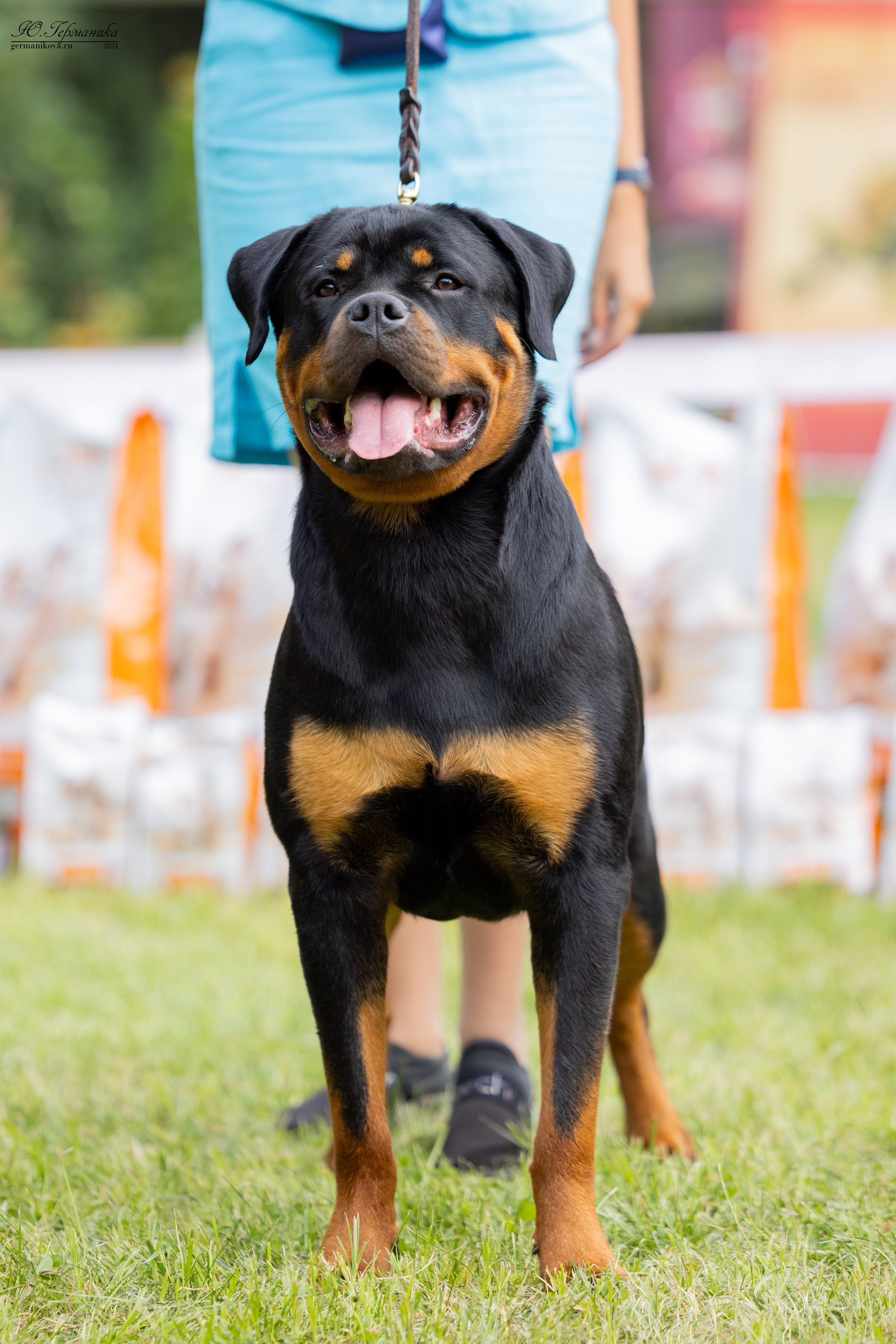 Ярославль 21.07.24 и Балашиха 13.07.24. Фотограф-анималист Юлия Германика