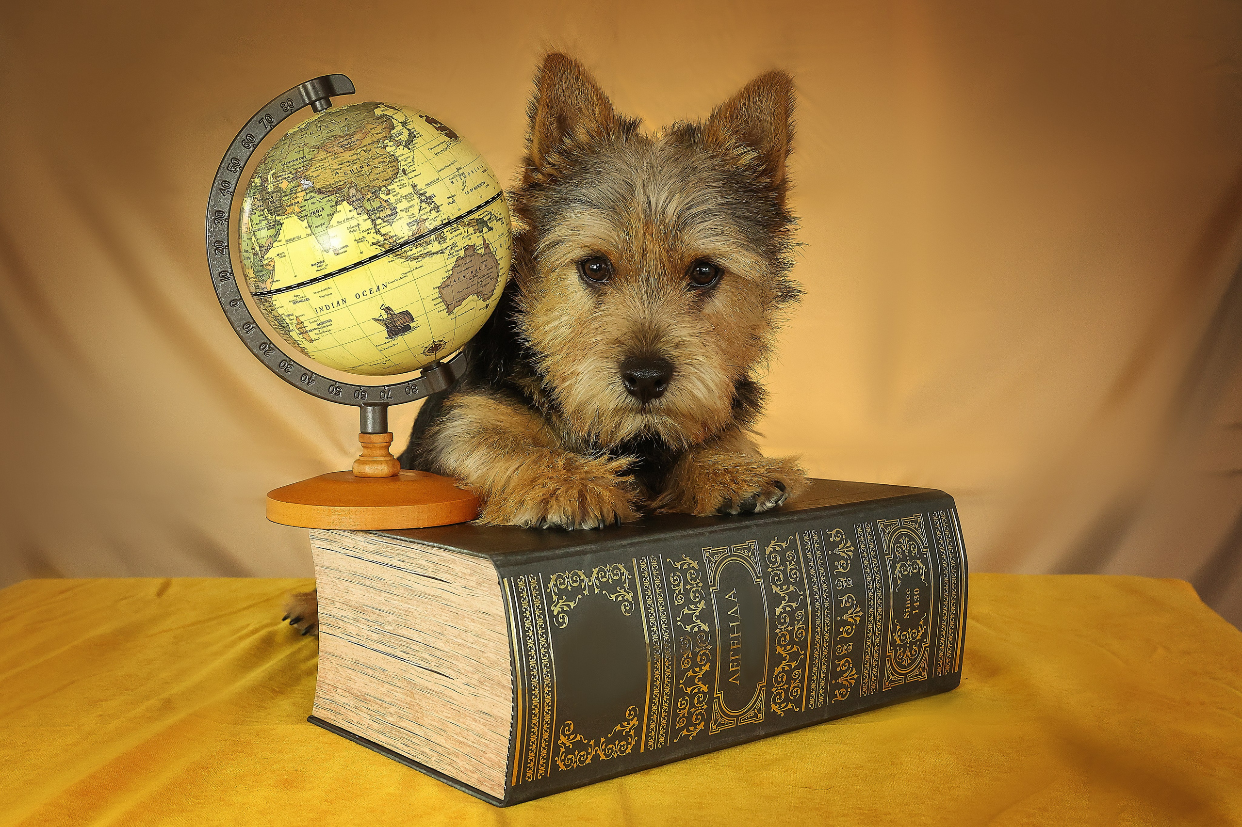 В СТУДИИ. Фотограф-АниМалист Анна Абрамова