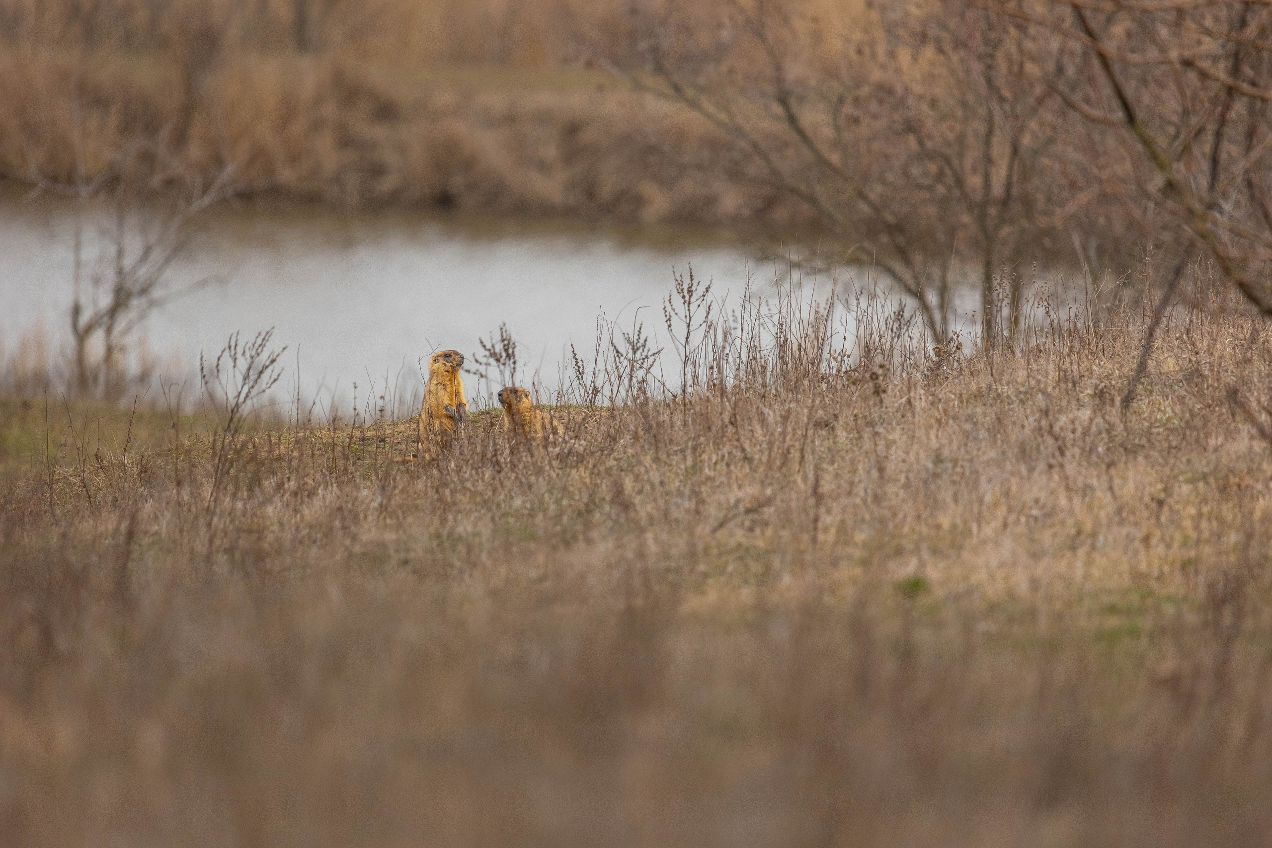 Дикий животный мир. Фотограф-АниМалист Анна Абрамова