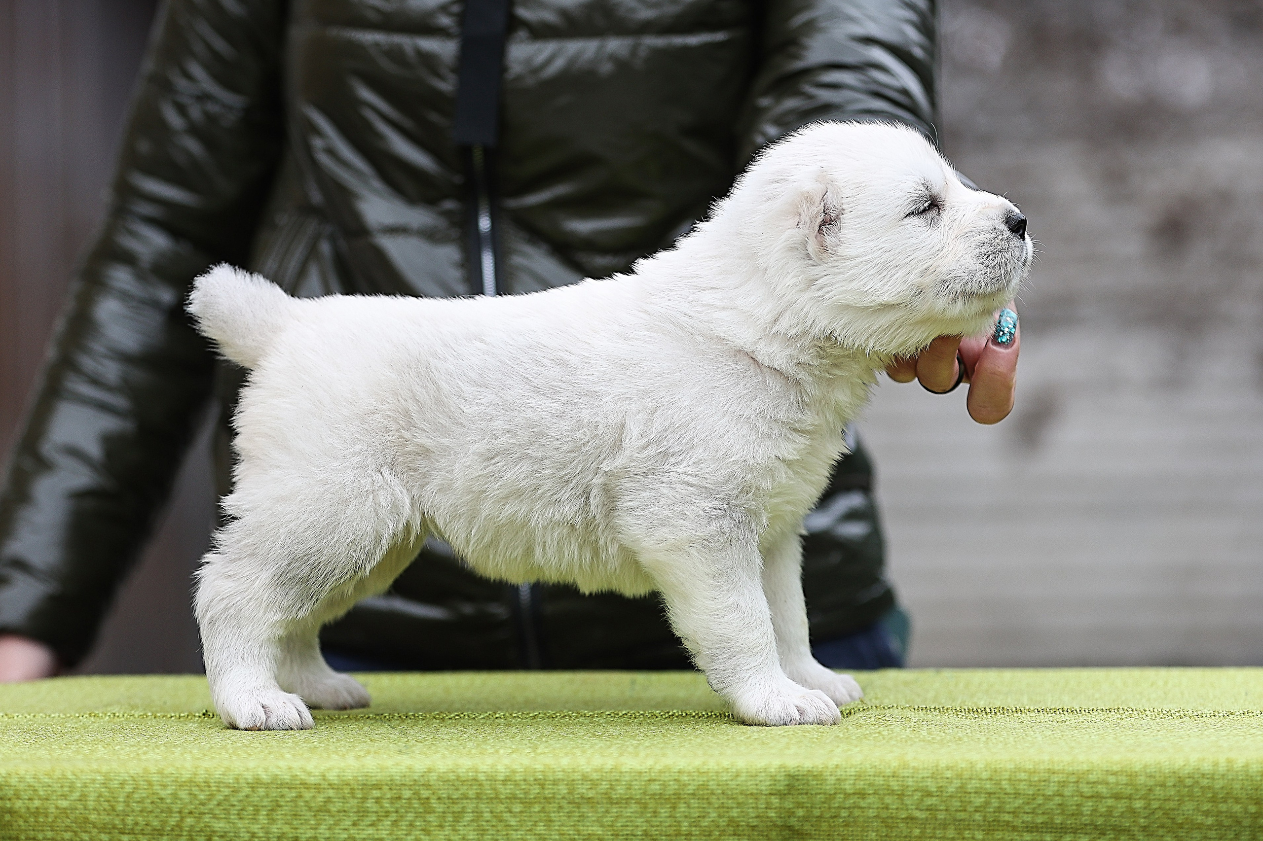 ФОТОССЕСИЯ ЩЕНКОВ. Фотограф-АниМалист Анна Абрамова