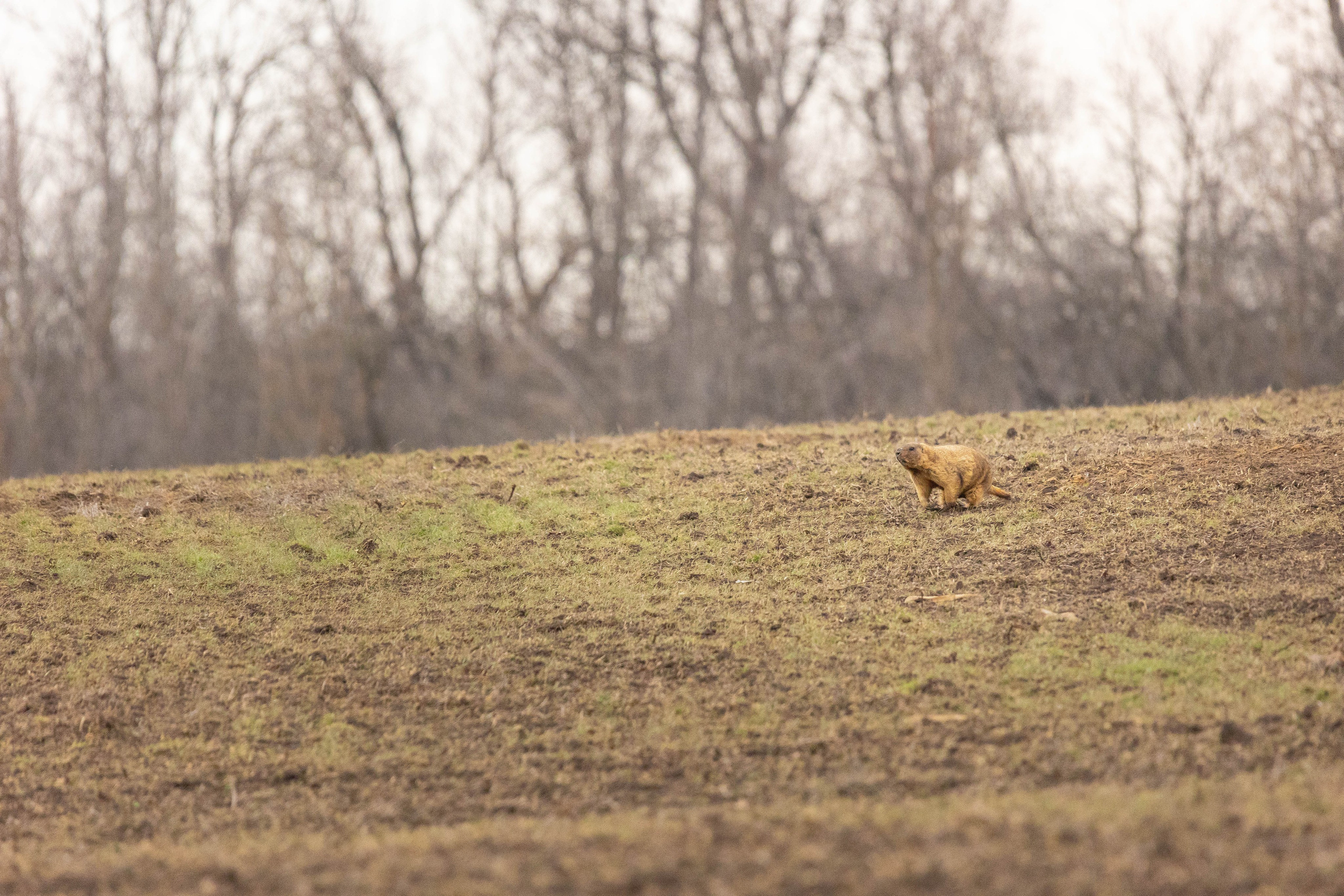 Дикий животный мир. Фотограф-АниМалист Анна Абрамова