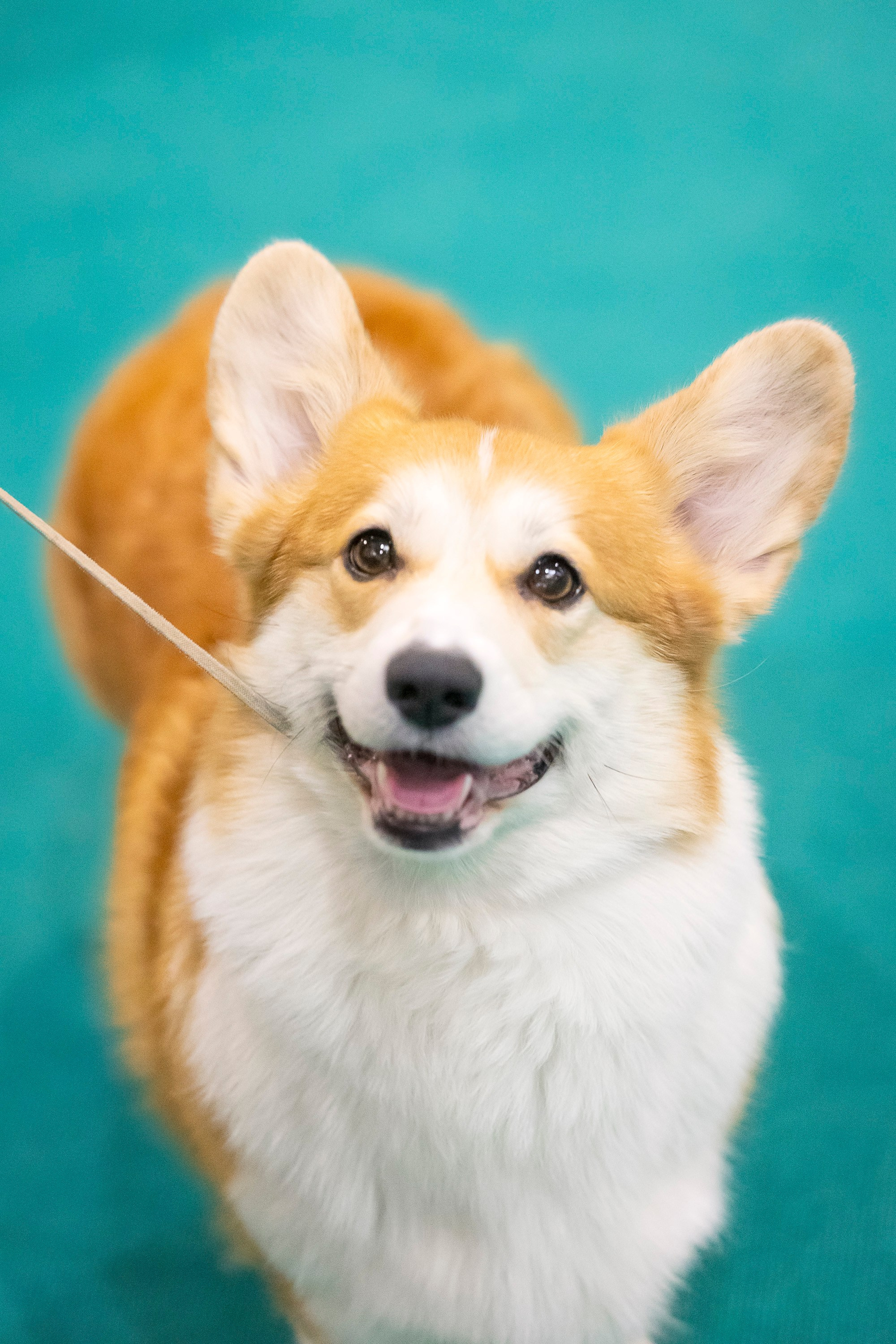 Крокус 10.02. Фотограф анималист, семейный фотограф, фотограф собак Комратова Мария. г. Москва