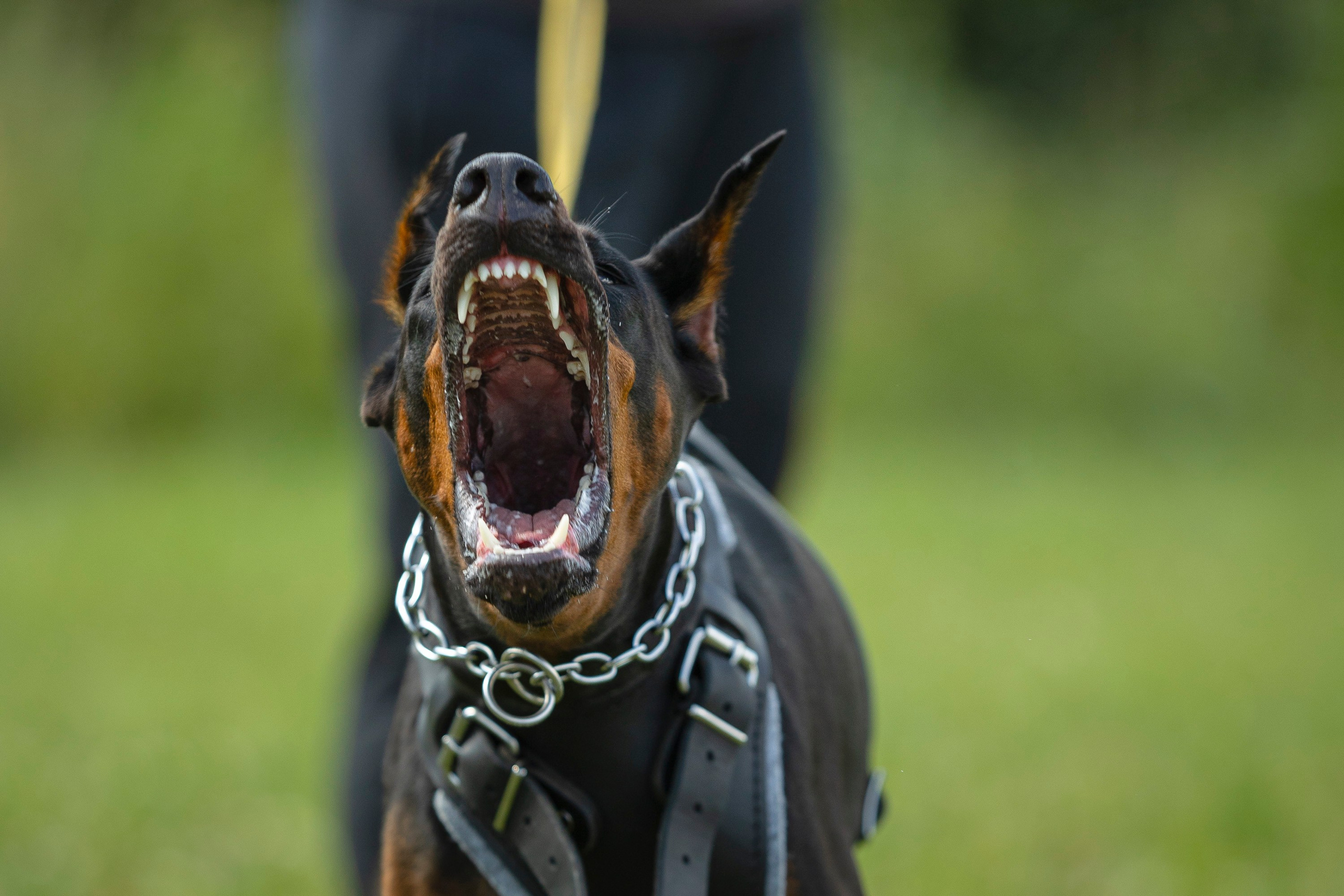 ЗКС. Фотограф анималист, семейный фотограф, фотограф собак Комратова Мария. г. Москва