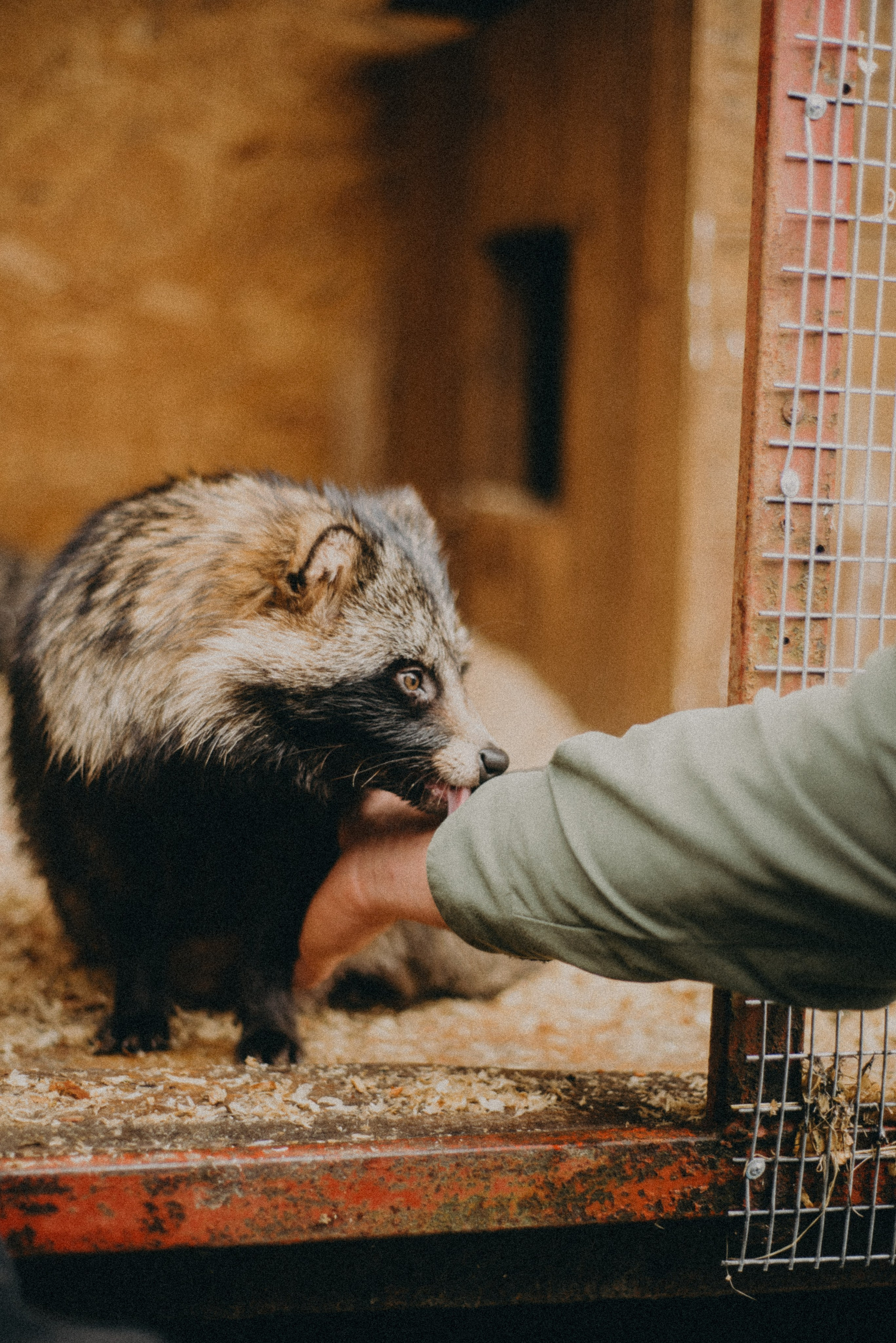 Сирин. Anita_photo