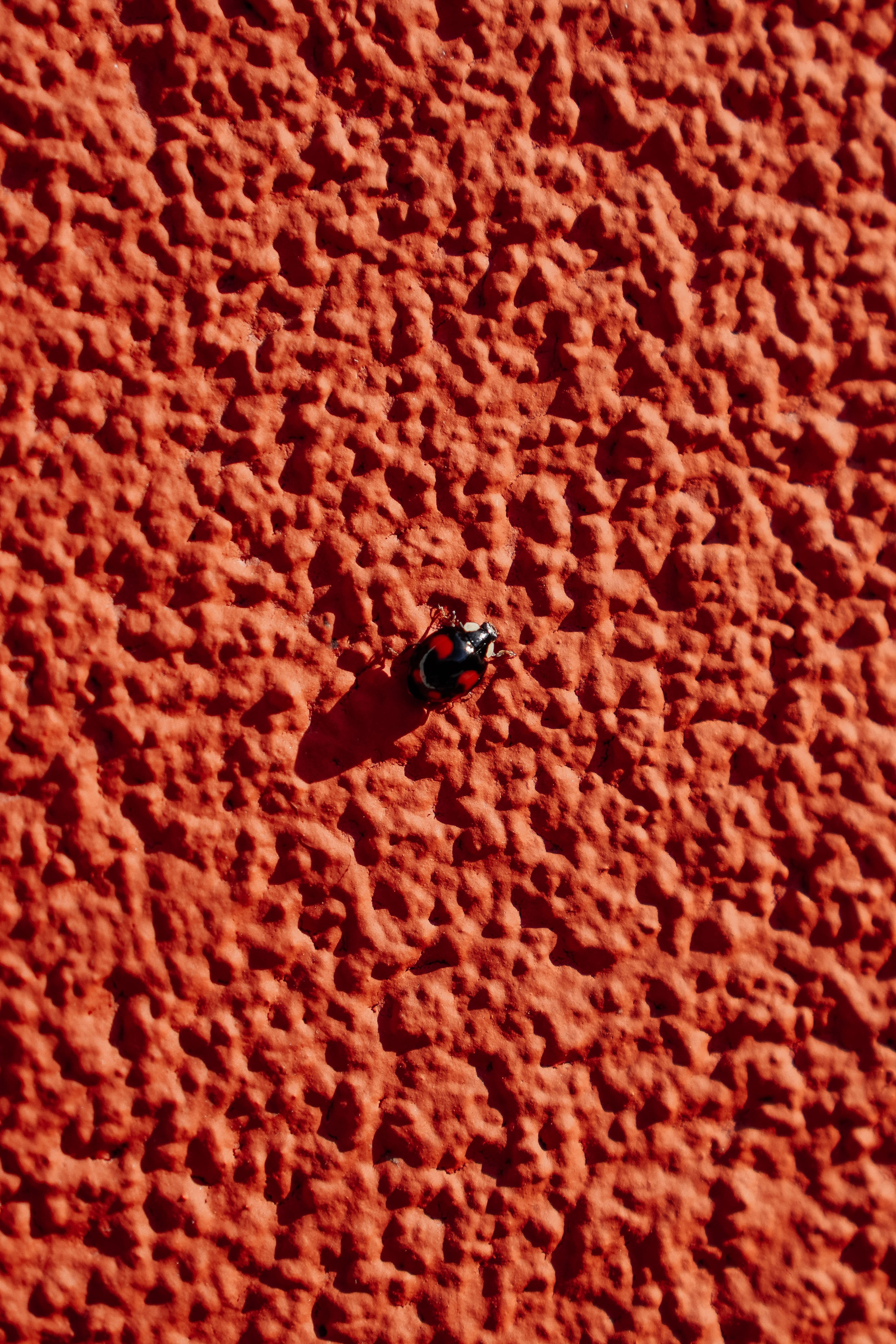 Old House. Олег и Ульяна. Свадебный фотограф и видеограф в Ростове-на-Дону Виталий Величко