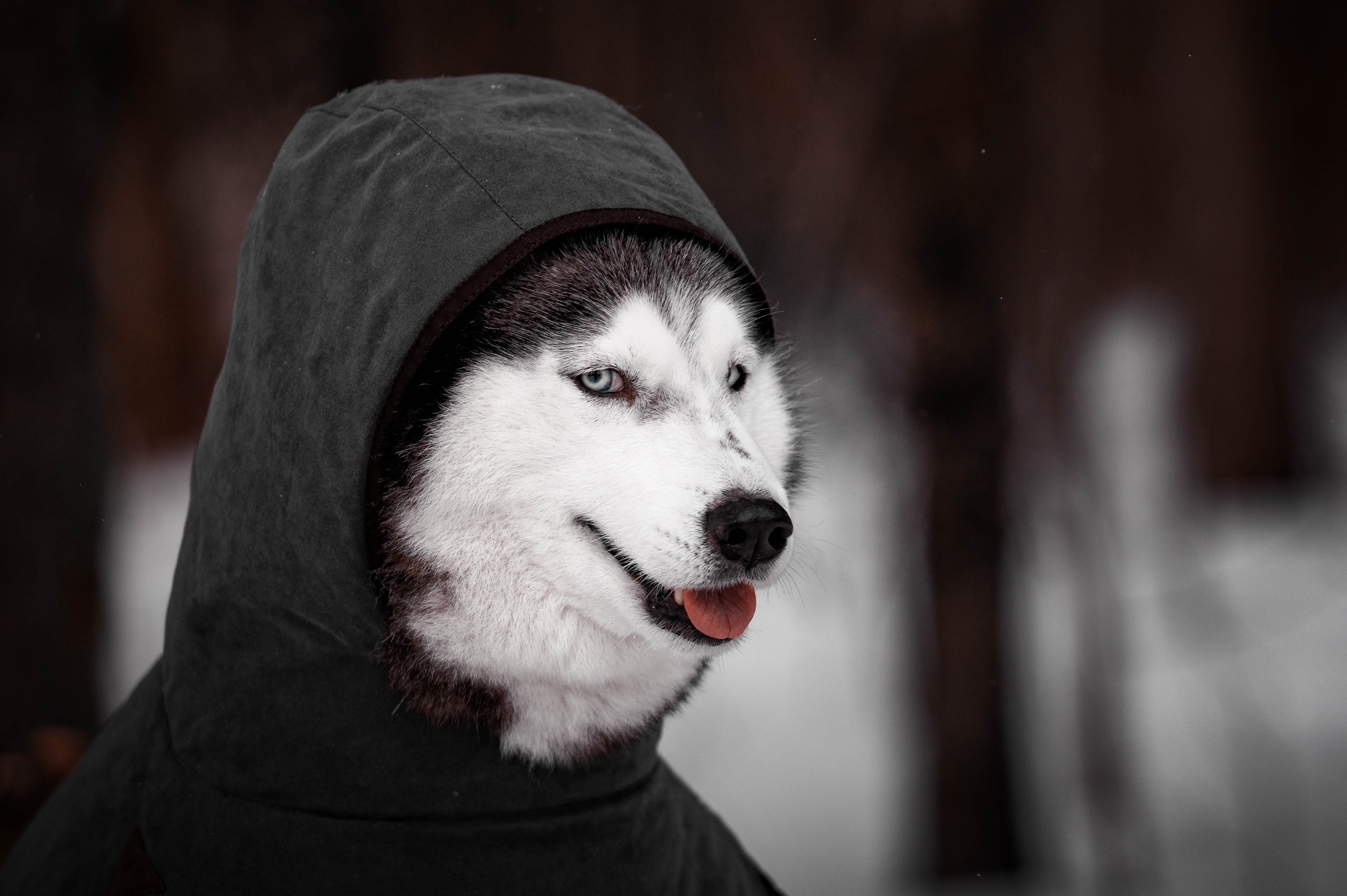 Шанель. Фотограф-анималист