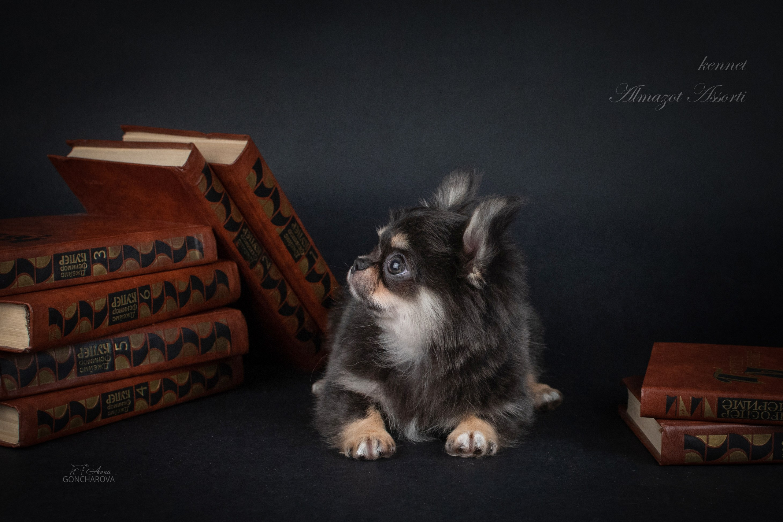 Съемка щенков. Фотограф анималист в Ростове I Гончарова Анна