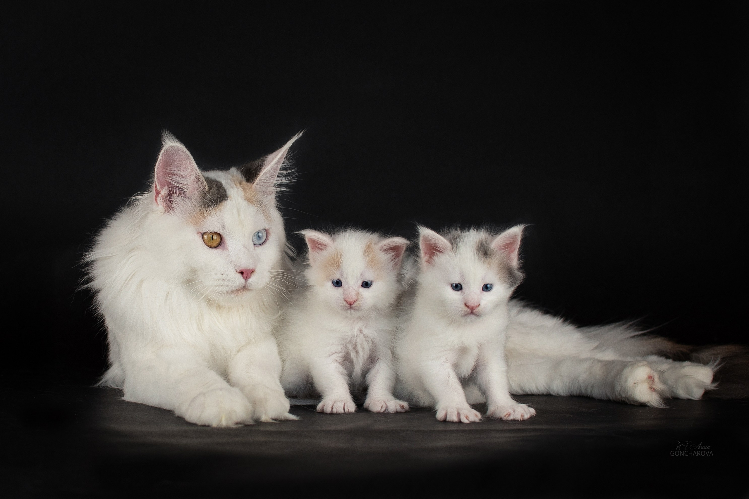 Съемка кошек. Фотограф анималист в Ростове I Гончарова Анна