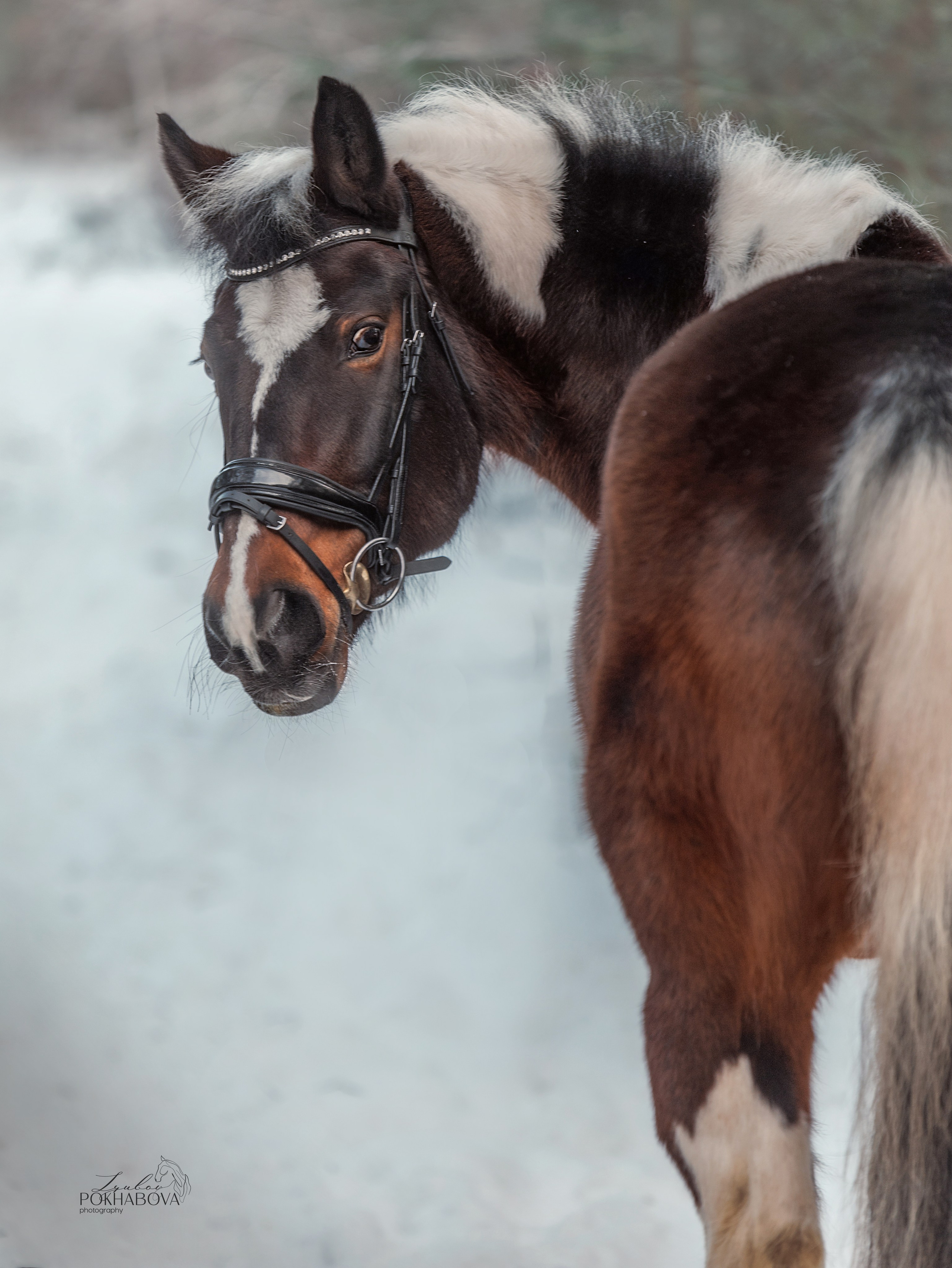 СЪЕМКА ЛОШАДЕЙ. Конный фотограф в Красноярске — Любовь Похабова