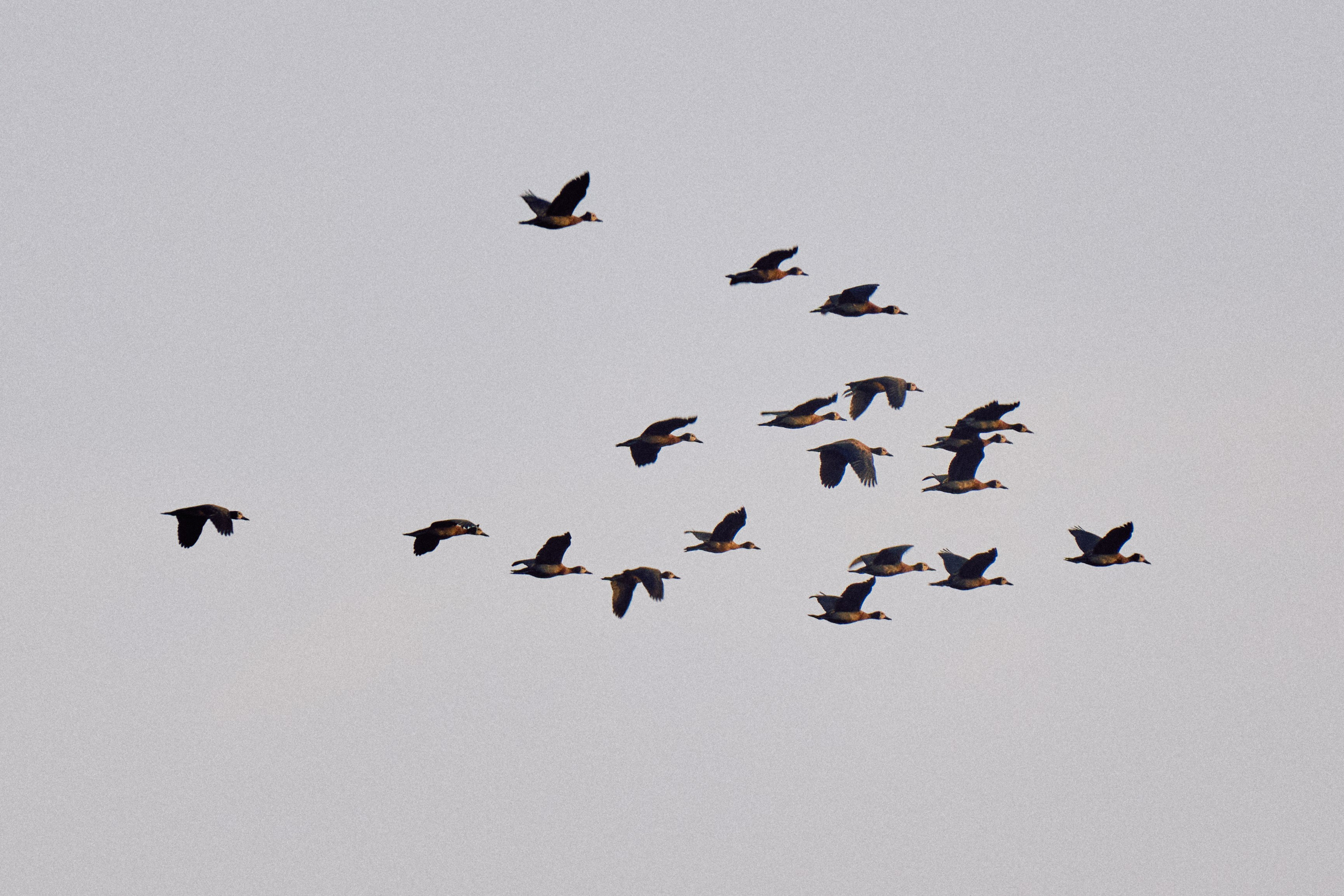 Gambia River. See the moment and catche. commercial and reportage