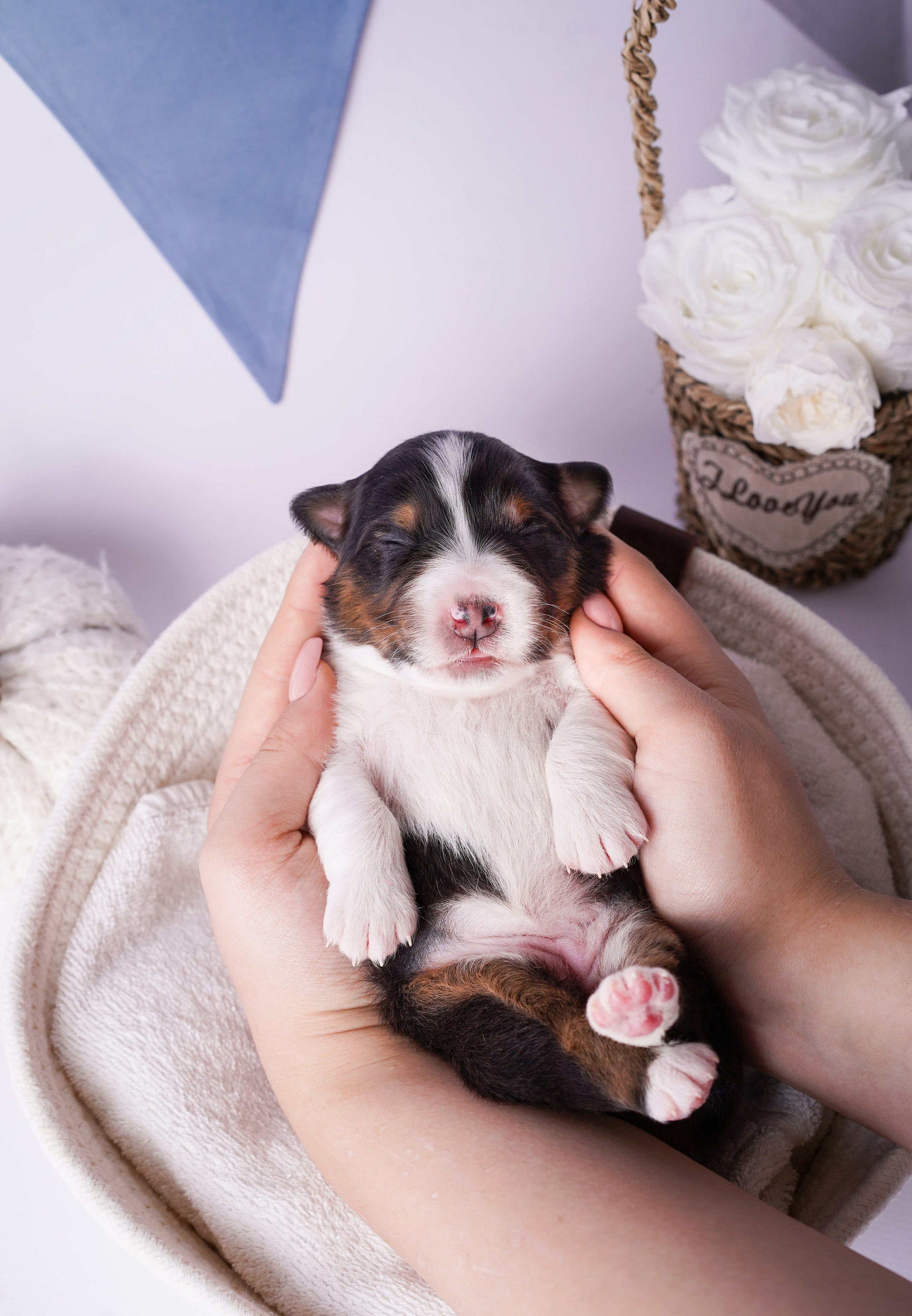 Щенки австралийской овчарки. Фотограф-анималист в Санкт-Петербурге Яна Мартынова