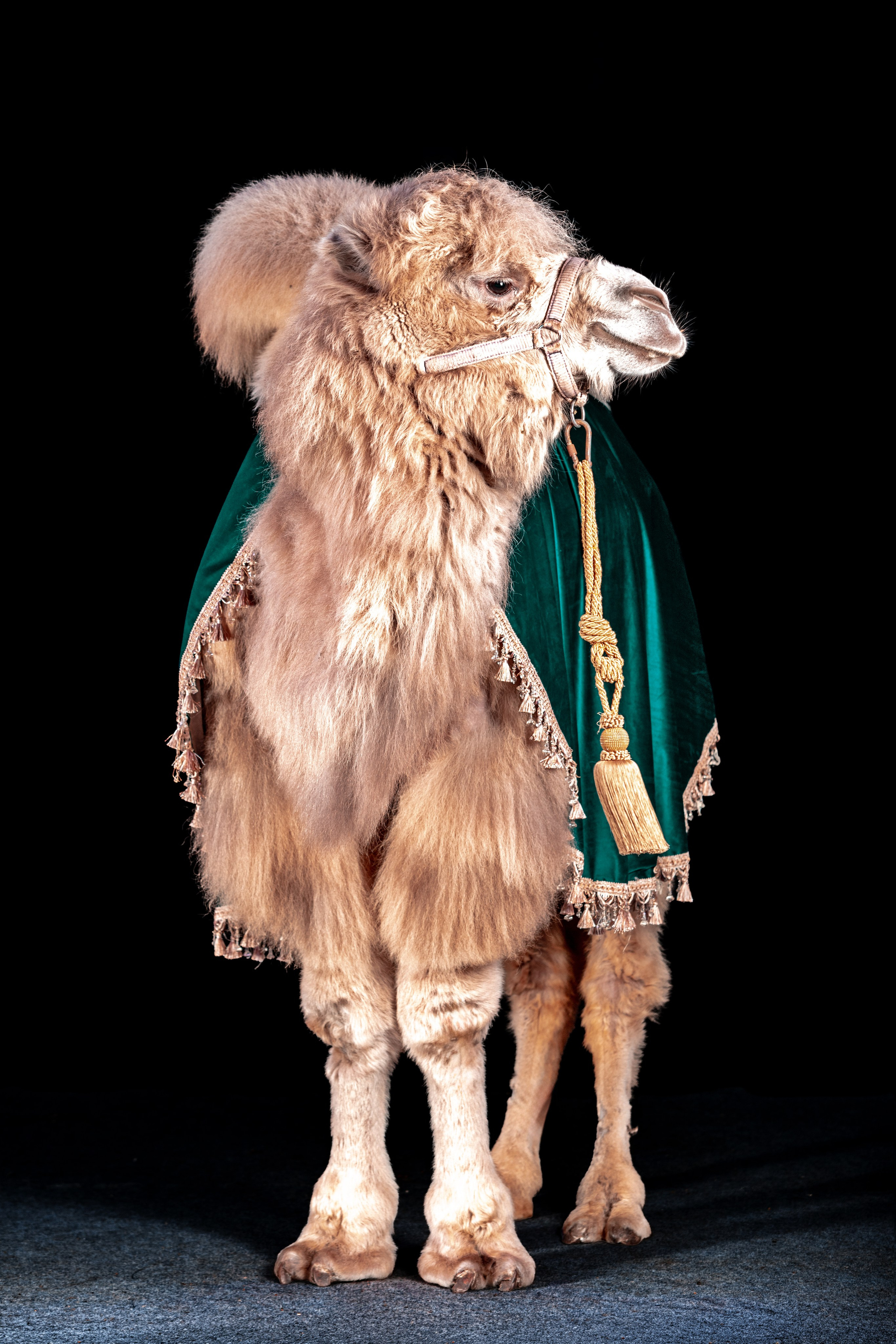 SHUSTOVI/ANIMALS. Sveta GOSHTAUTAS фотограф Пермь