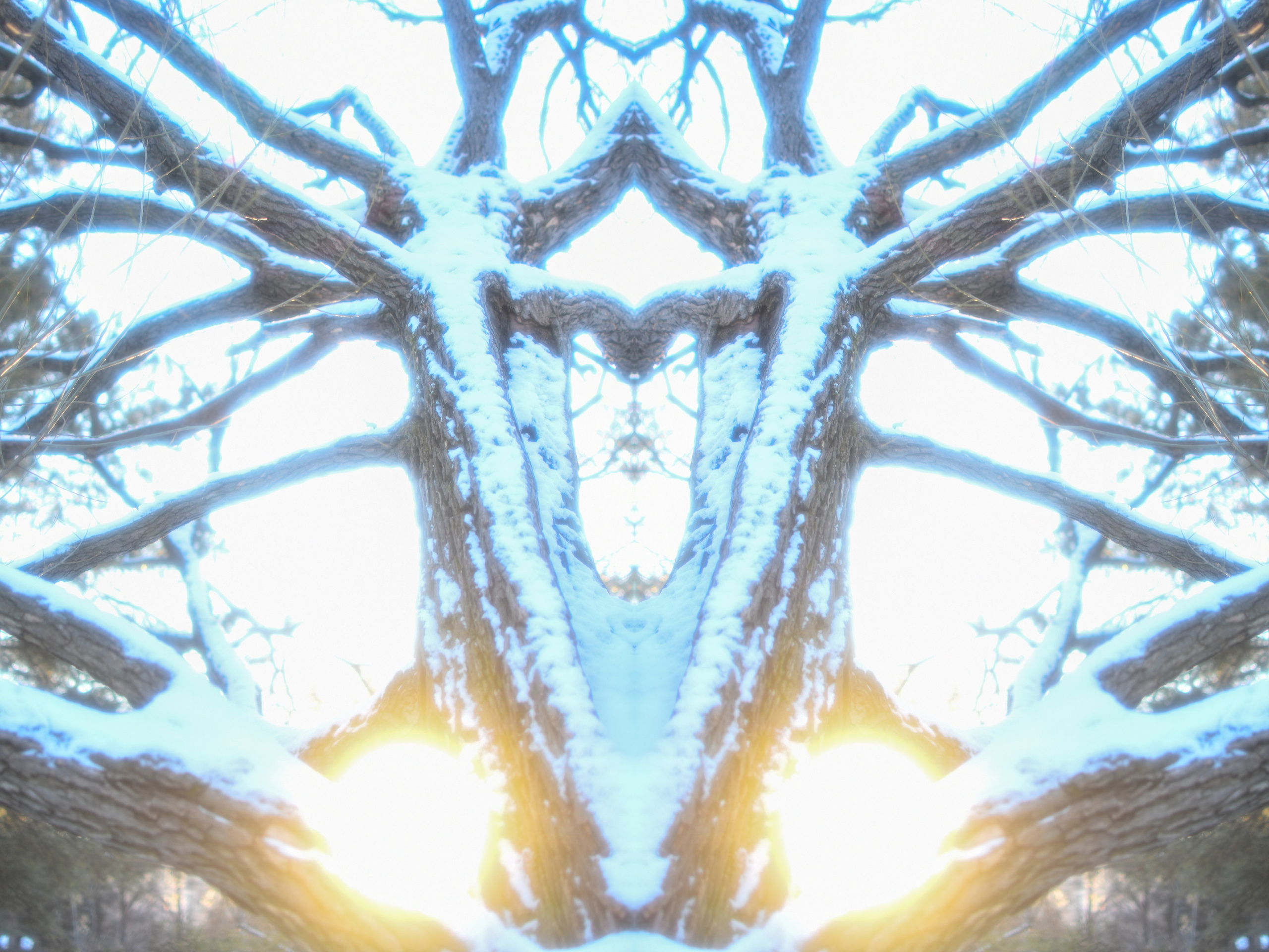 Urban flowers. Арт — фотограф Евгений Наймушин Новокузнецк