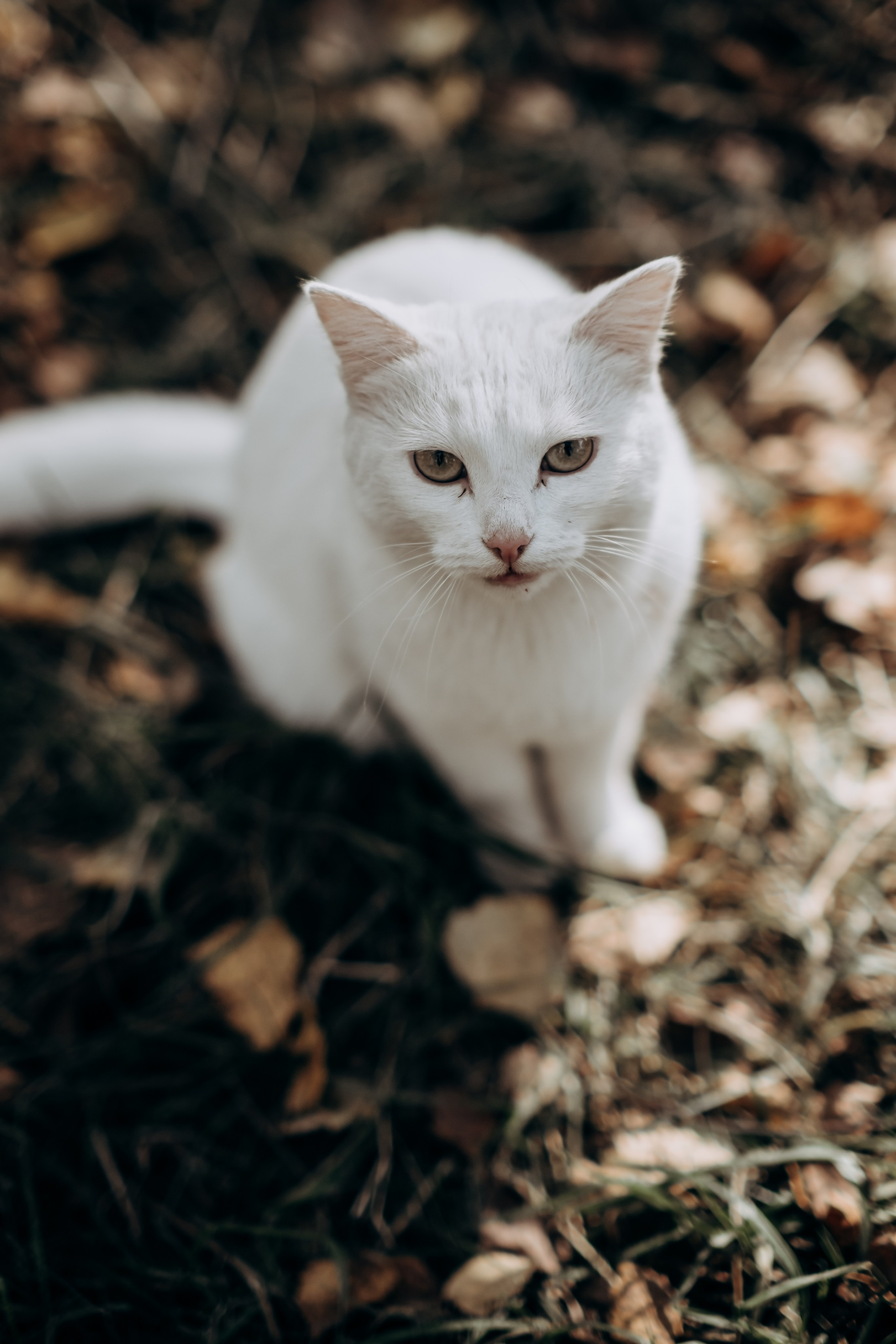 Алсу и Вадим. Свадебный фотограф Челябинск