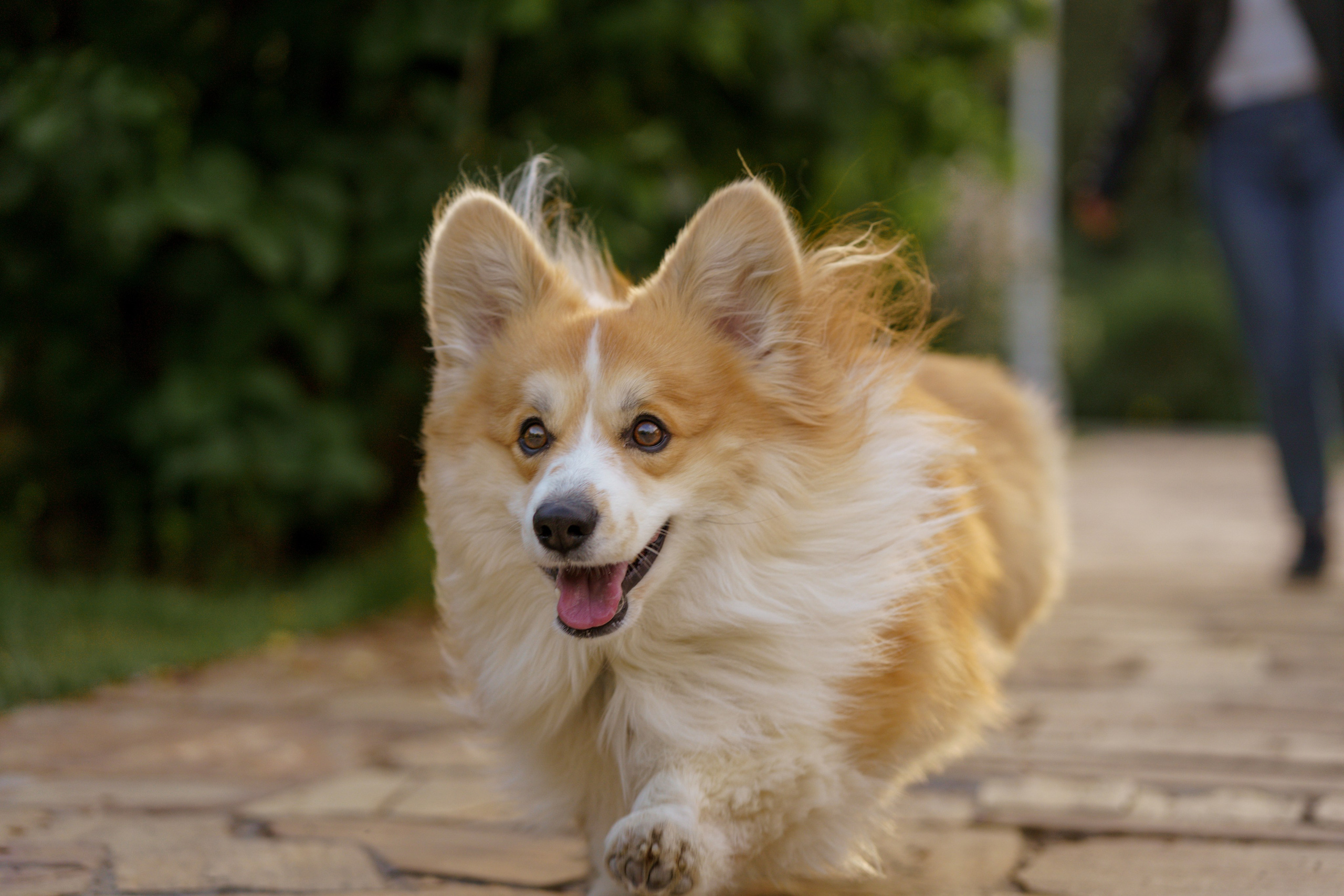 Катя, Арсений и Пух. Свадебный фотограф в Москве Анна Полушина