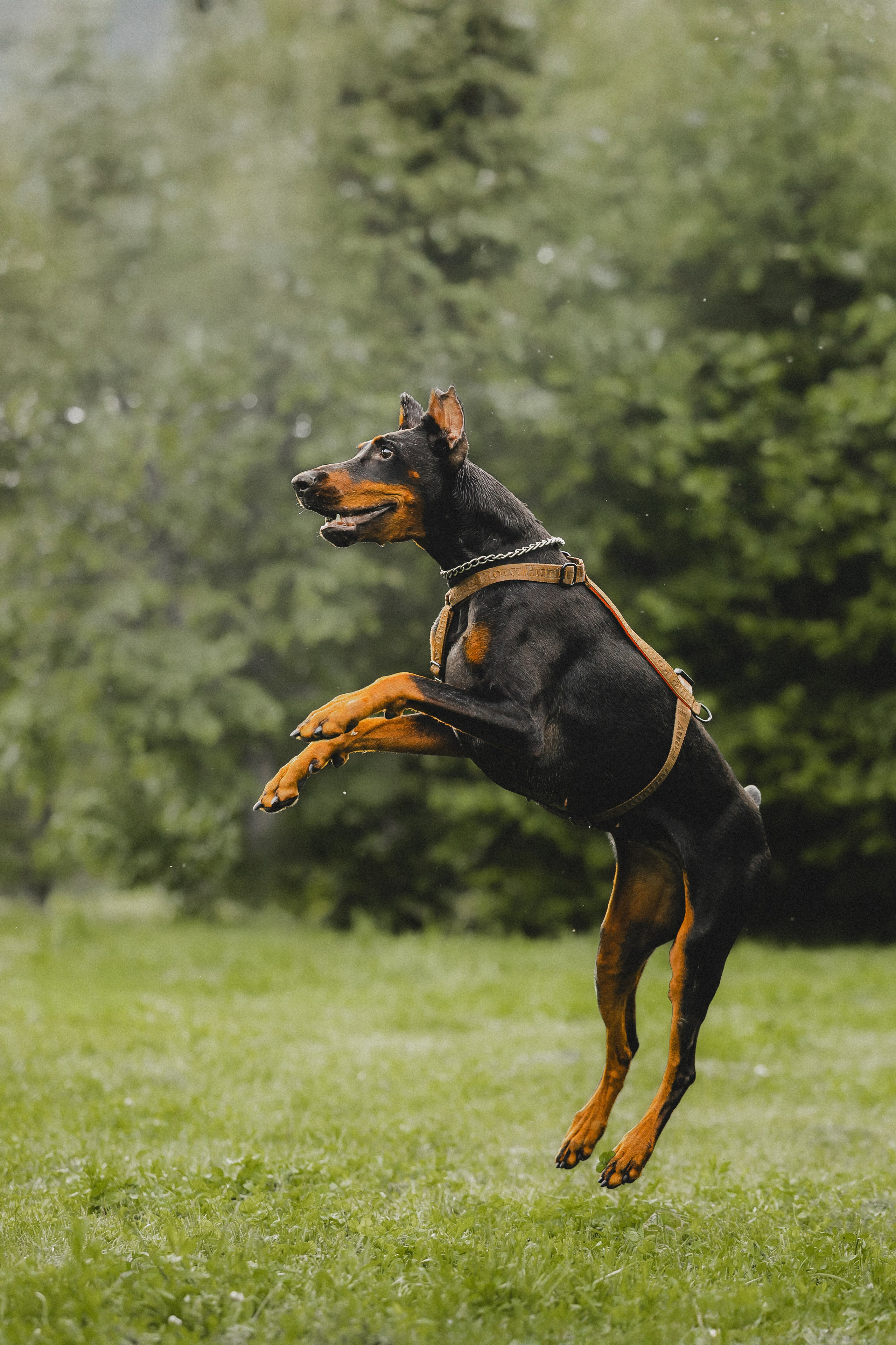 Паша, Хайди и Тея