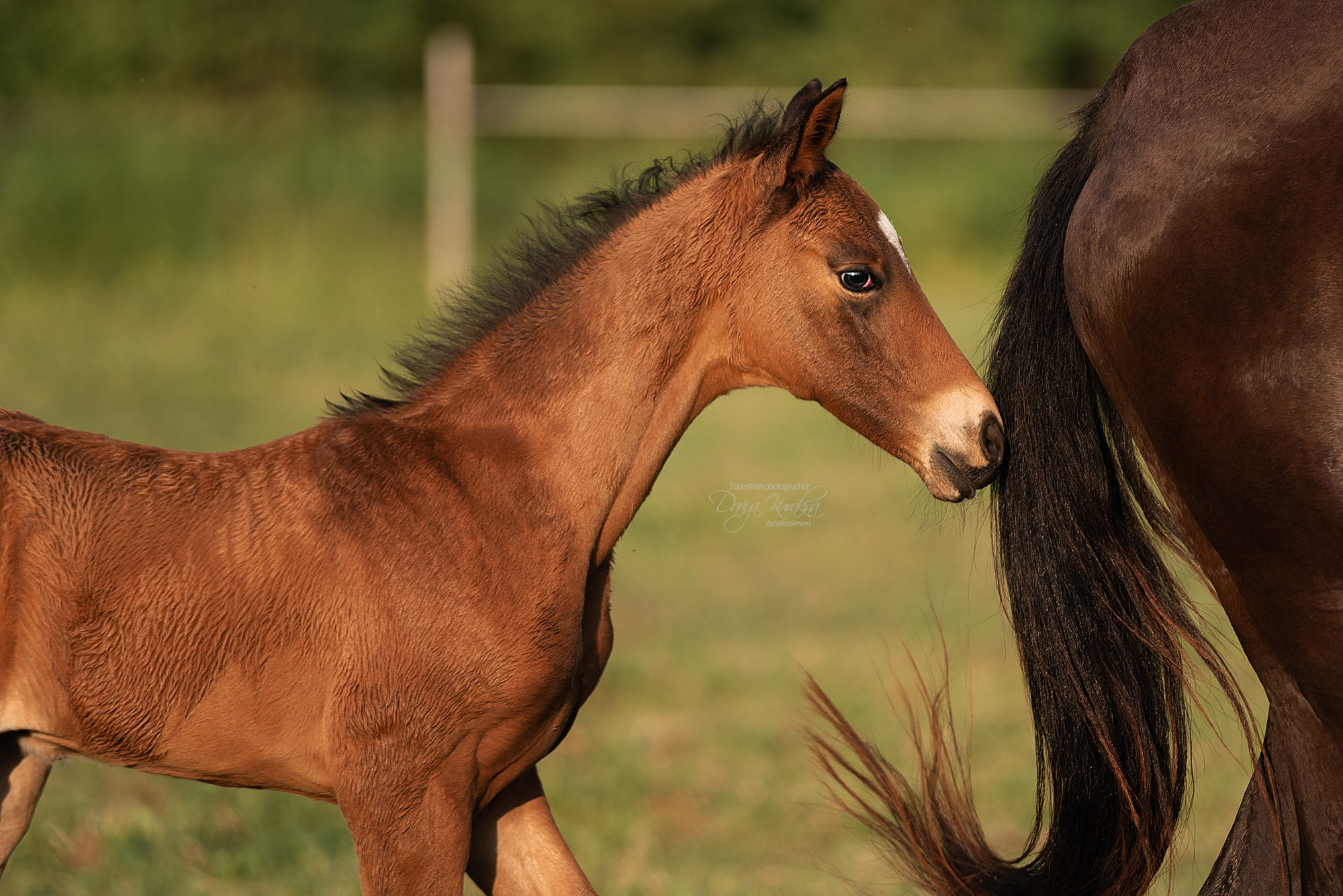 Малышка Кэндис. Конный фотограф Куракина Дарья • Фотосессии с лошадьми