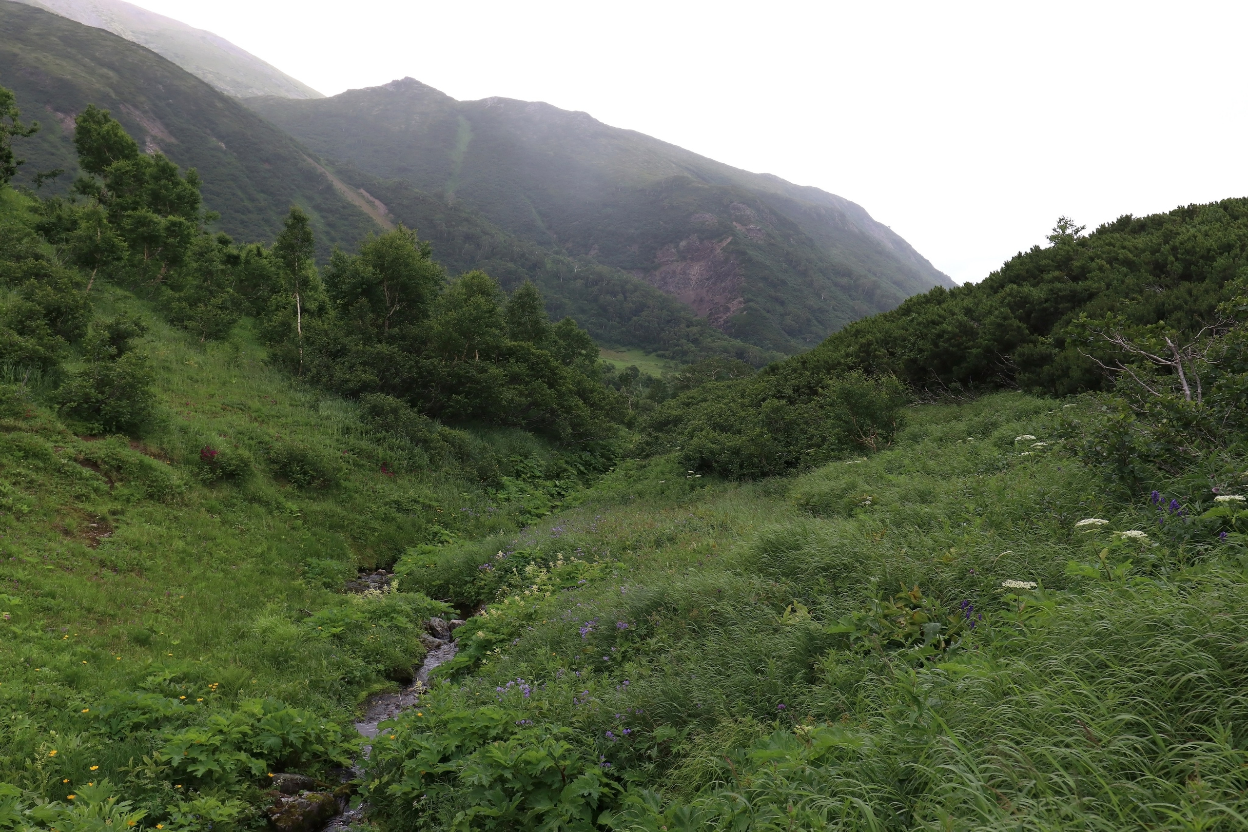 Камчатка и о. Парамушир. Июль 2024. Путешественник-фотограф из Санкт-Петербурга Татьяна Свистулина