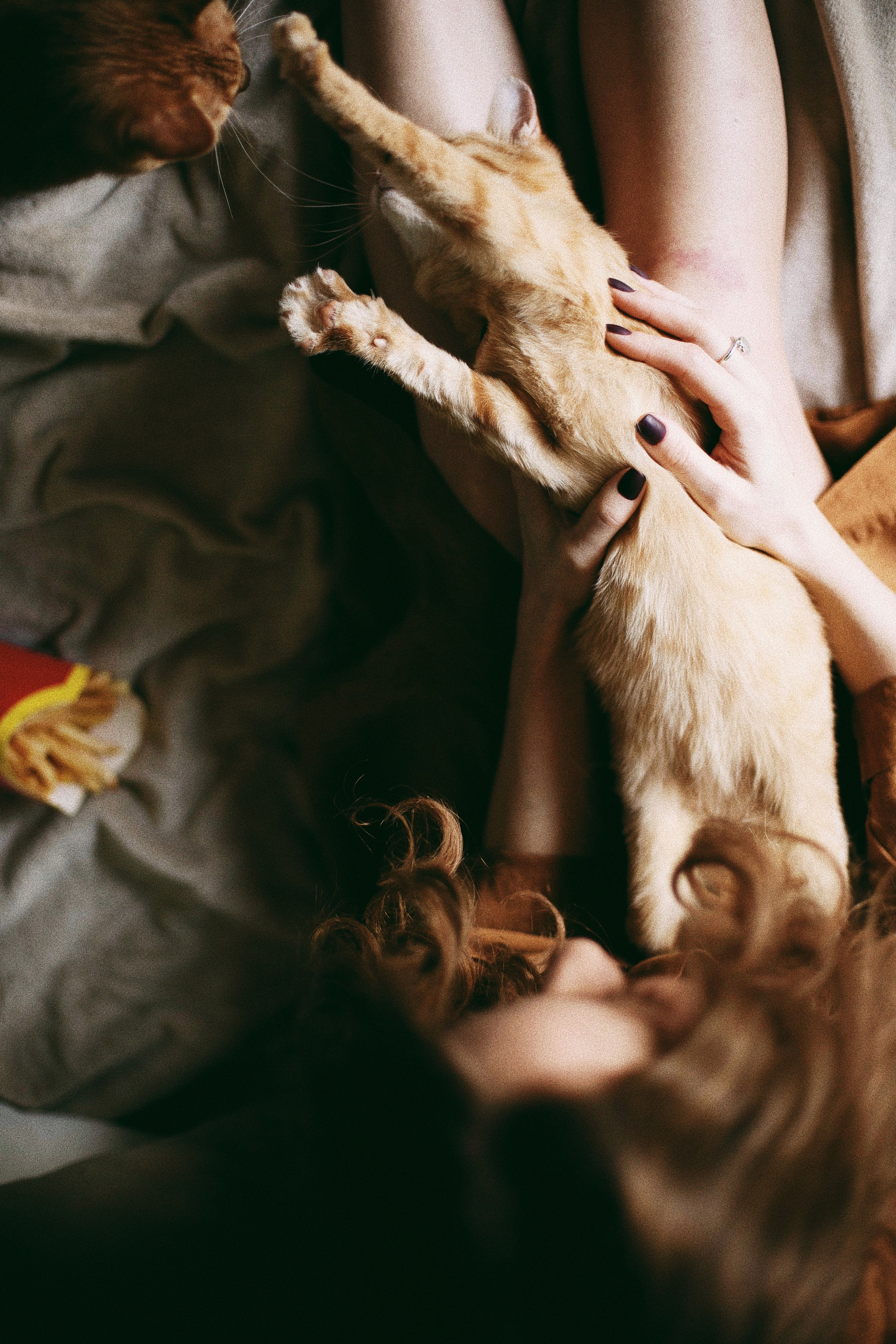 Катя, Булочка и Пирожок дома. Фотограф анималист Кристина Карпова, Москва