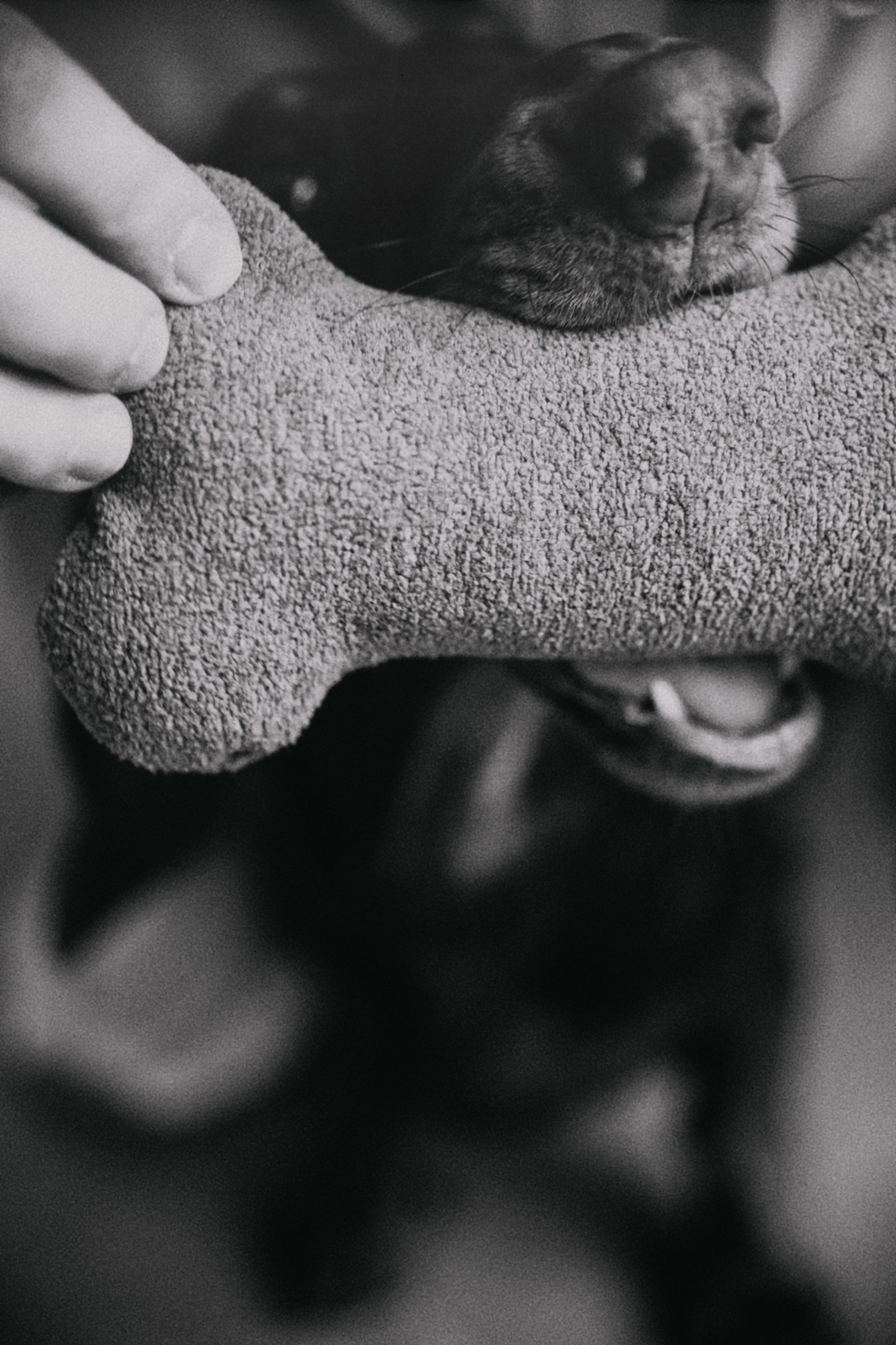 С собаками. Фотограф в Серпухове и Тарусе Ксения Царёва