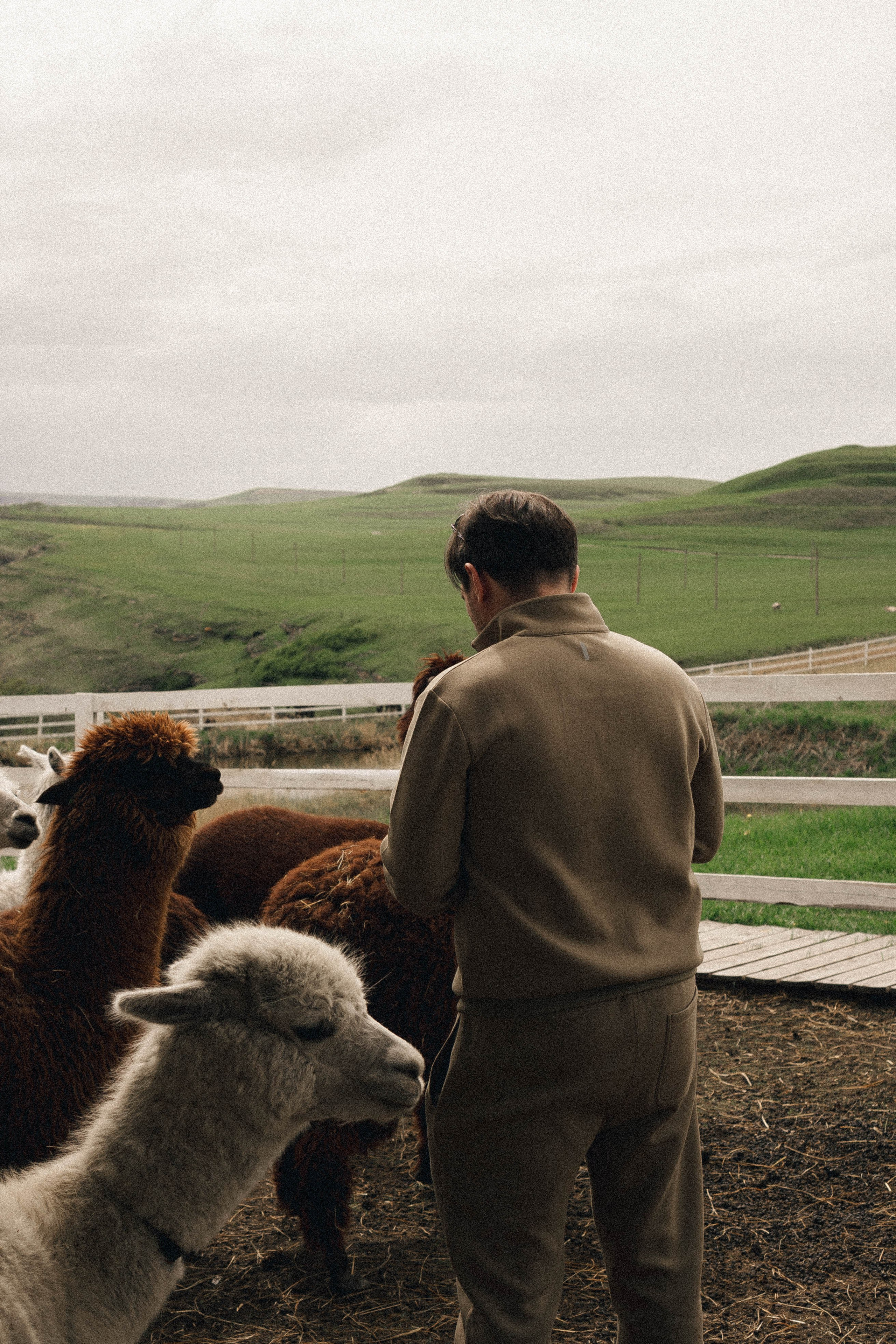Ферма Альпак. Профессиональный фотограф, Санкт-Петербург — Виктория Богомолова