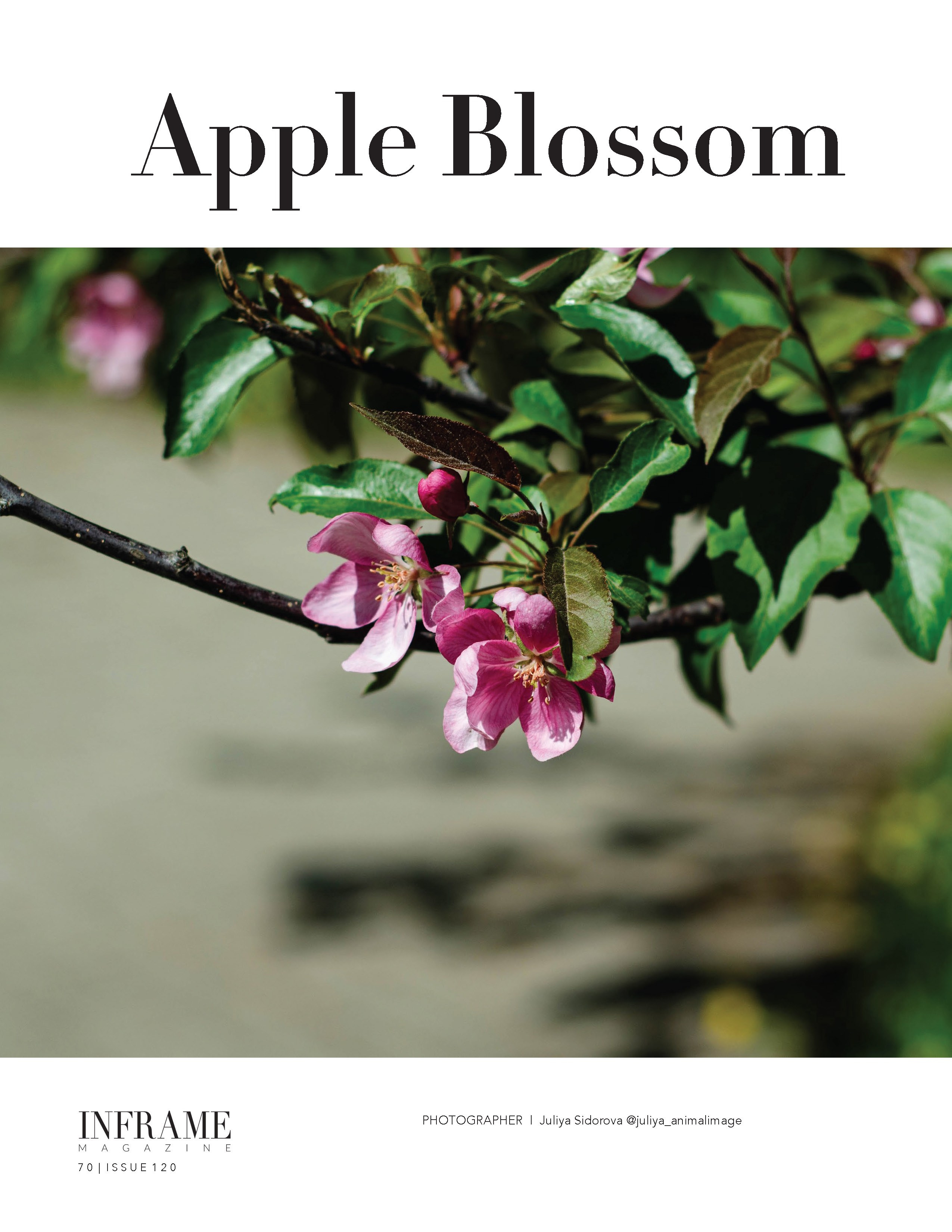 Публикации. Фотограф анималист