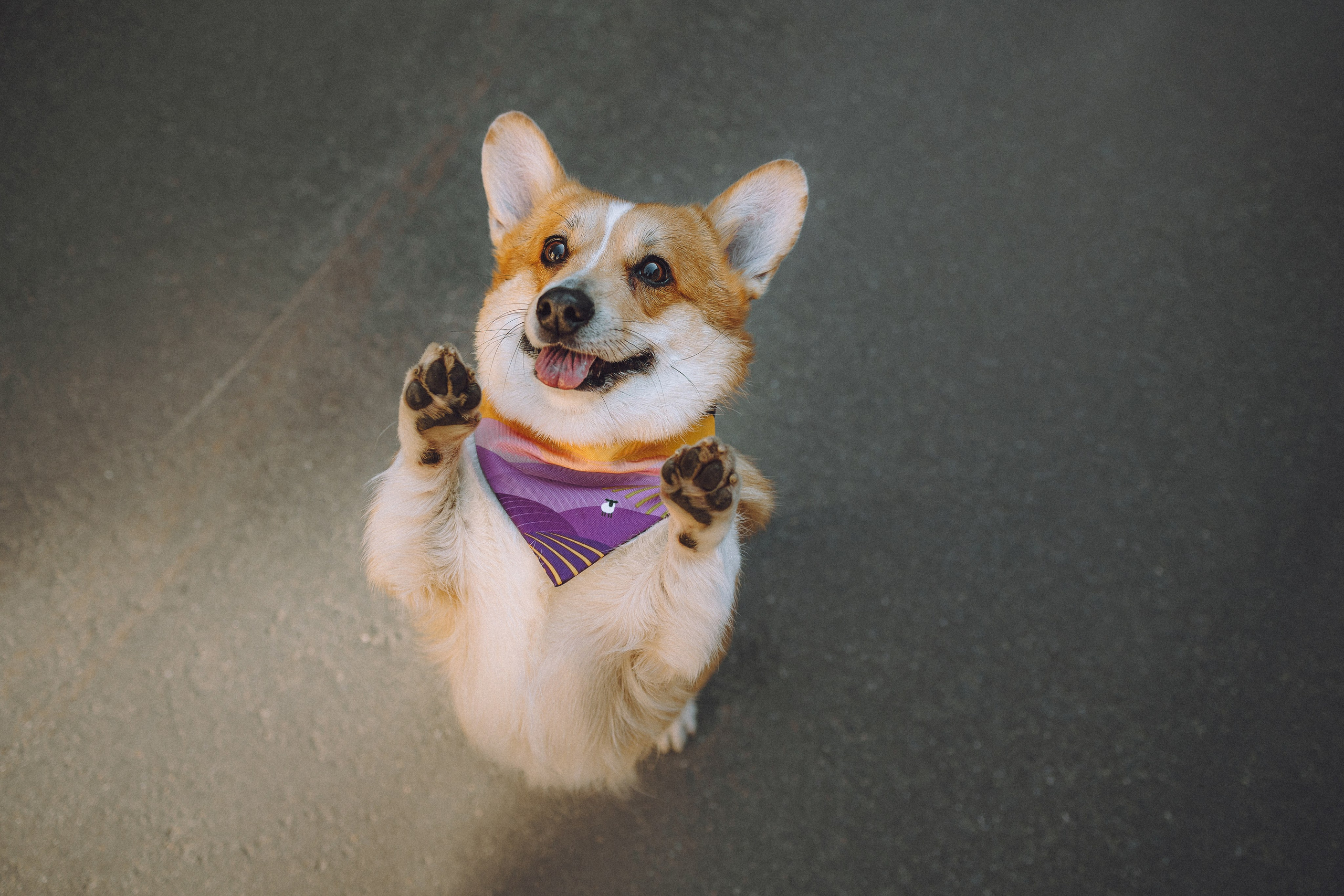 Вика и Мейзи