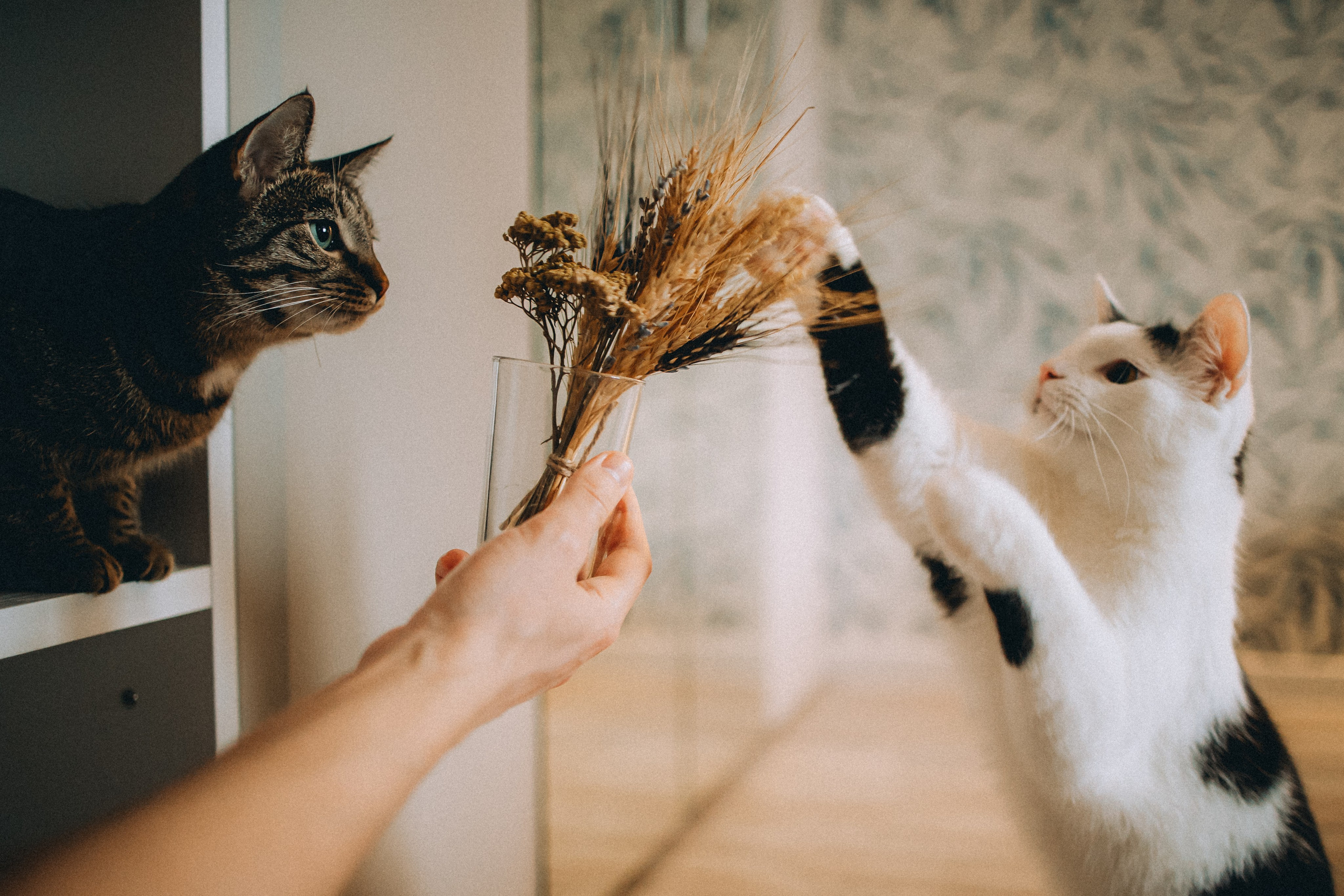 Рыся, Кепа и их семья