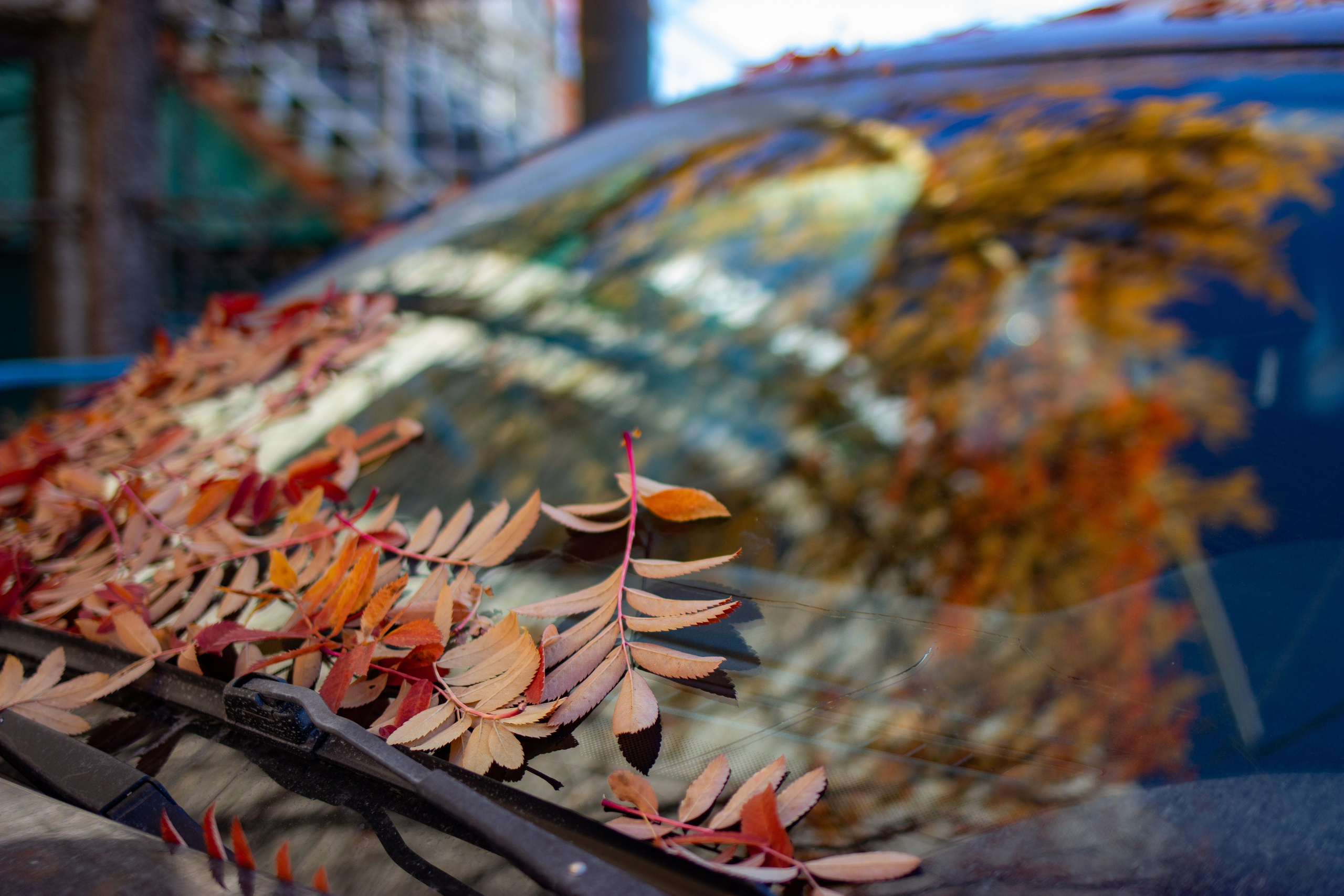 Осень. Фотограф Екатерина Зорина