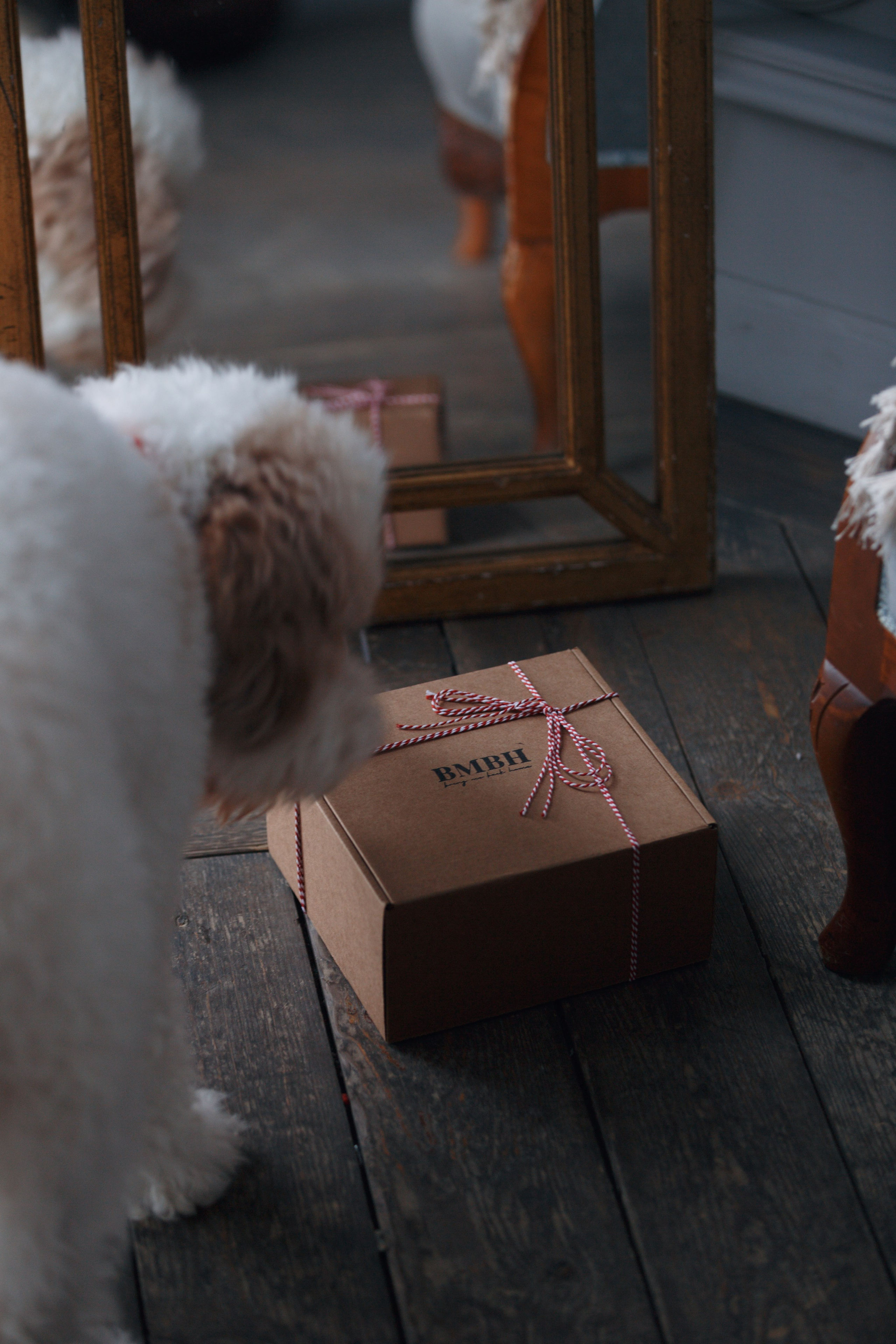 Bmbh лежанки и адресники. Фотограф анималист Кристина Карпова, Москва