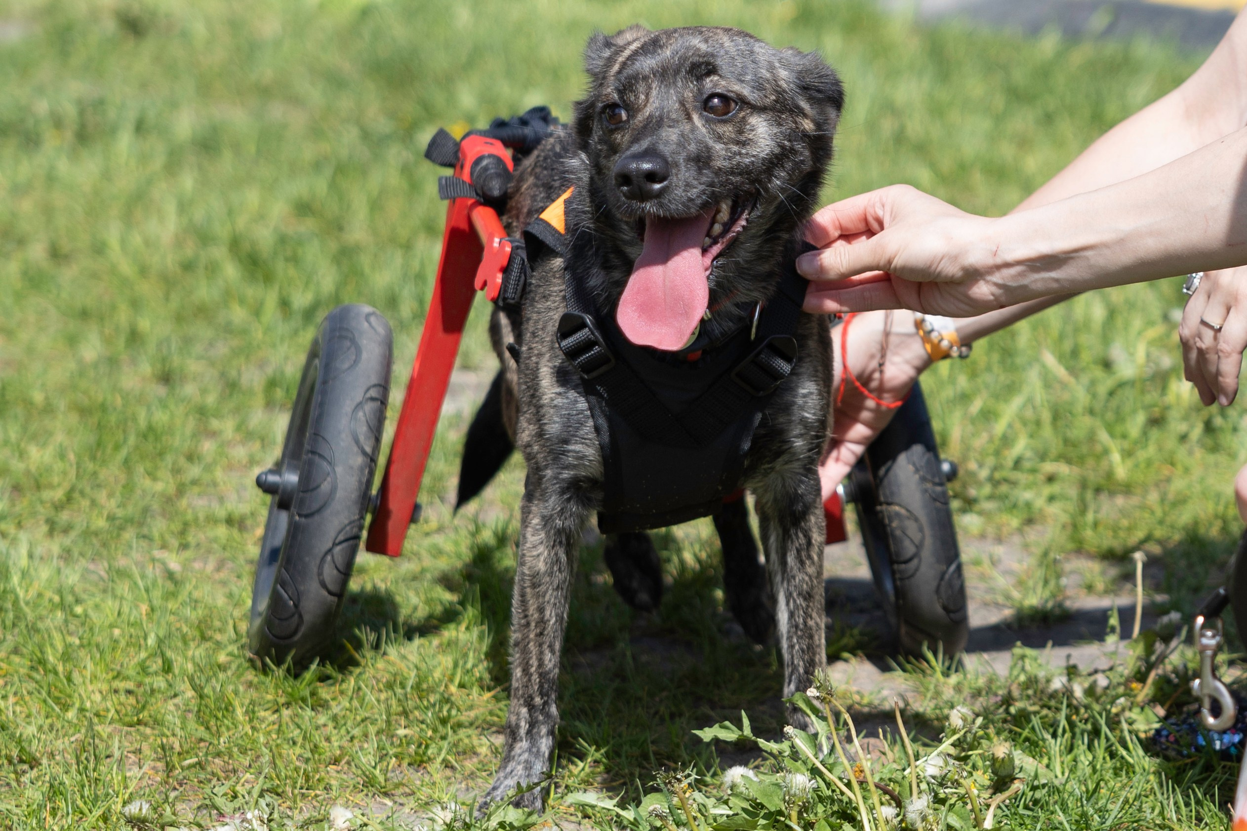 «ЛапкиФест». Фотограф, получающий удовольствие от своей работы