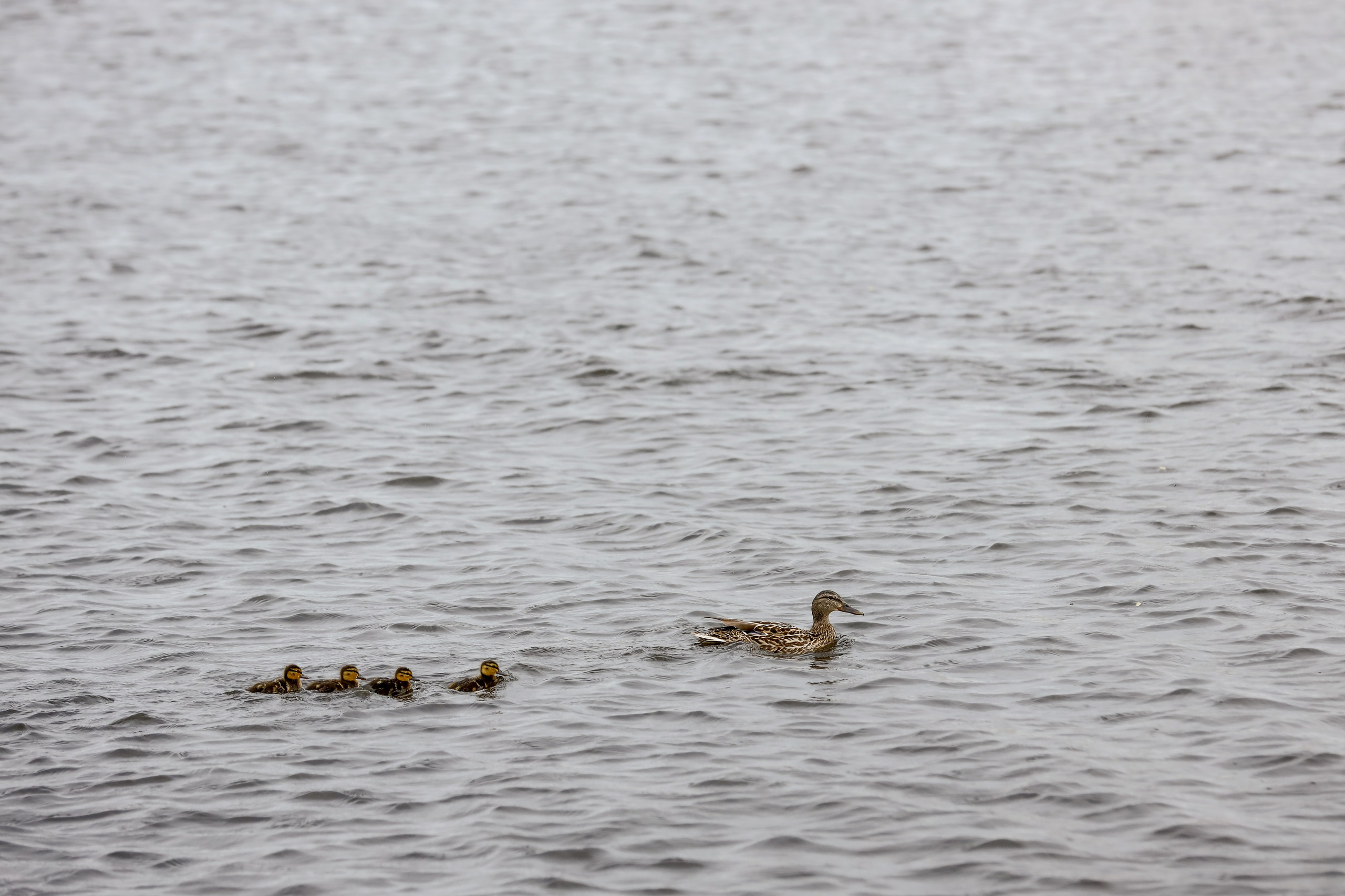 Tessa. Фотограф Антон Чупринин
