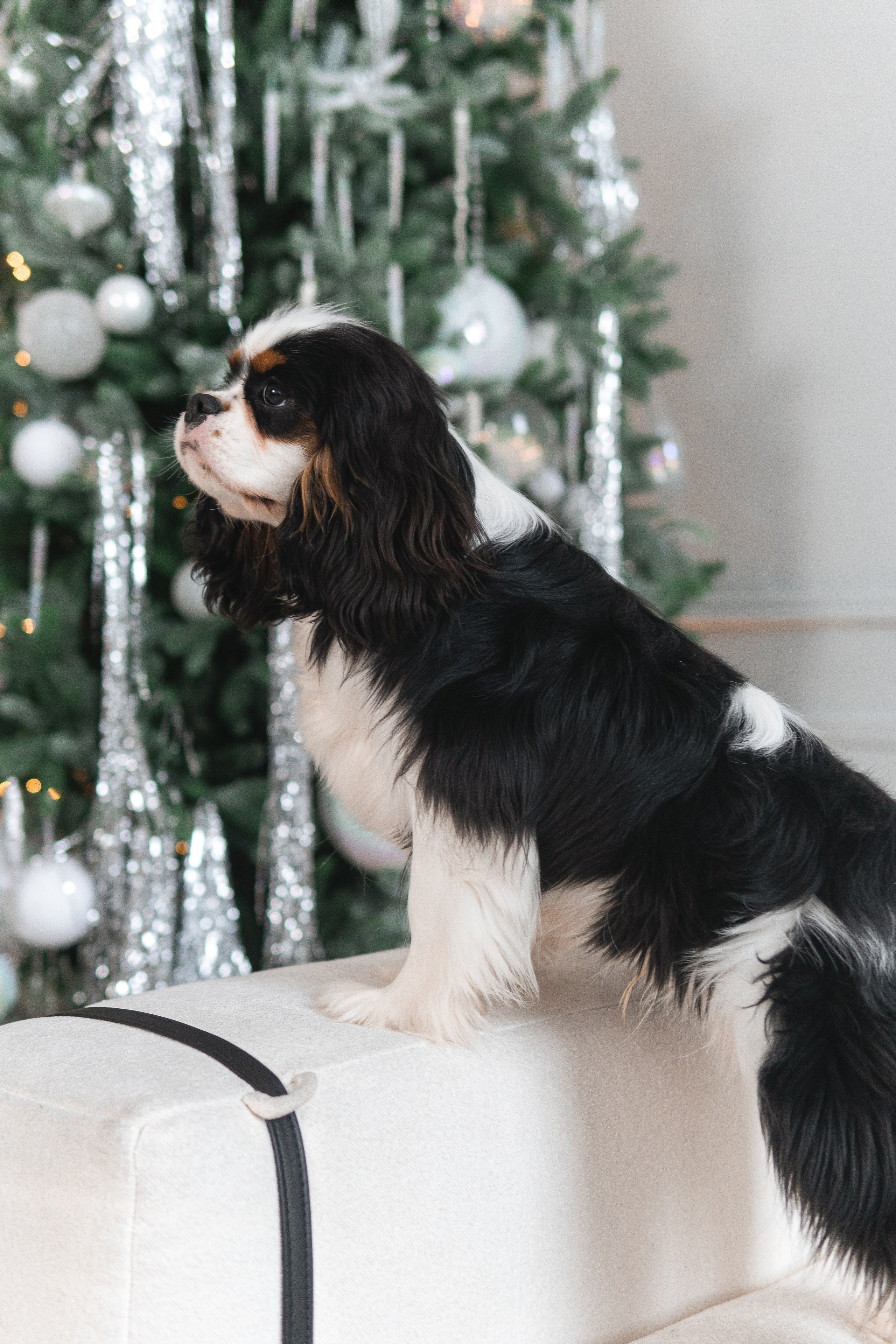 Belle Destino (питомник): новогодняя история. Портретный и репортажный фотограф в Воронеже: Анастасия Пузикова