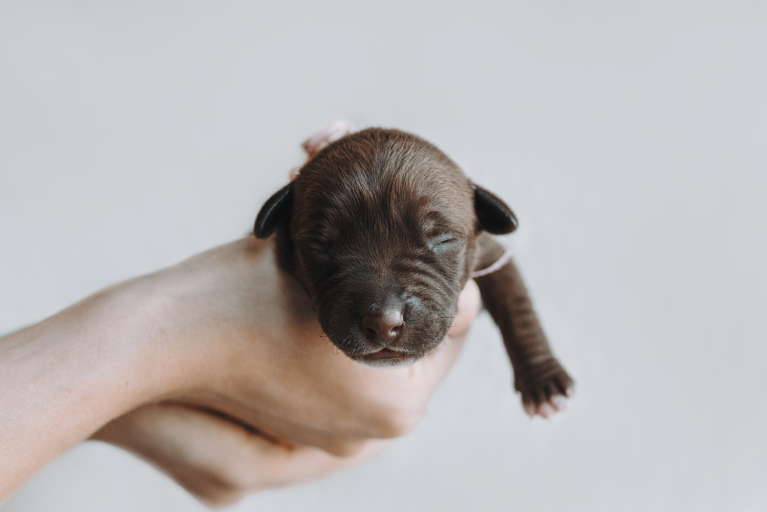 Прайтеры. Фотограф анималист Осипчикова Мария