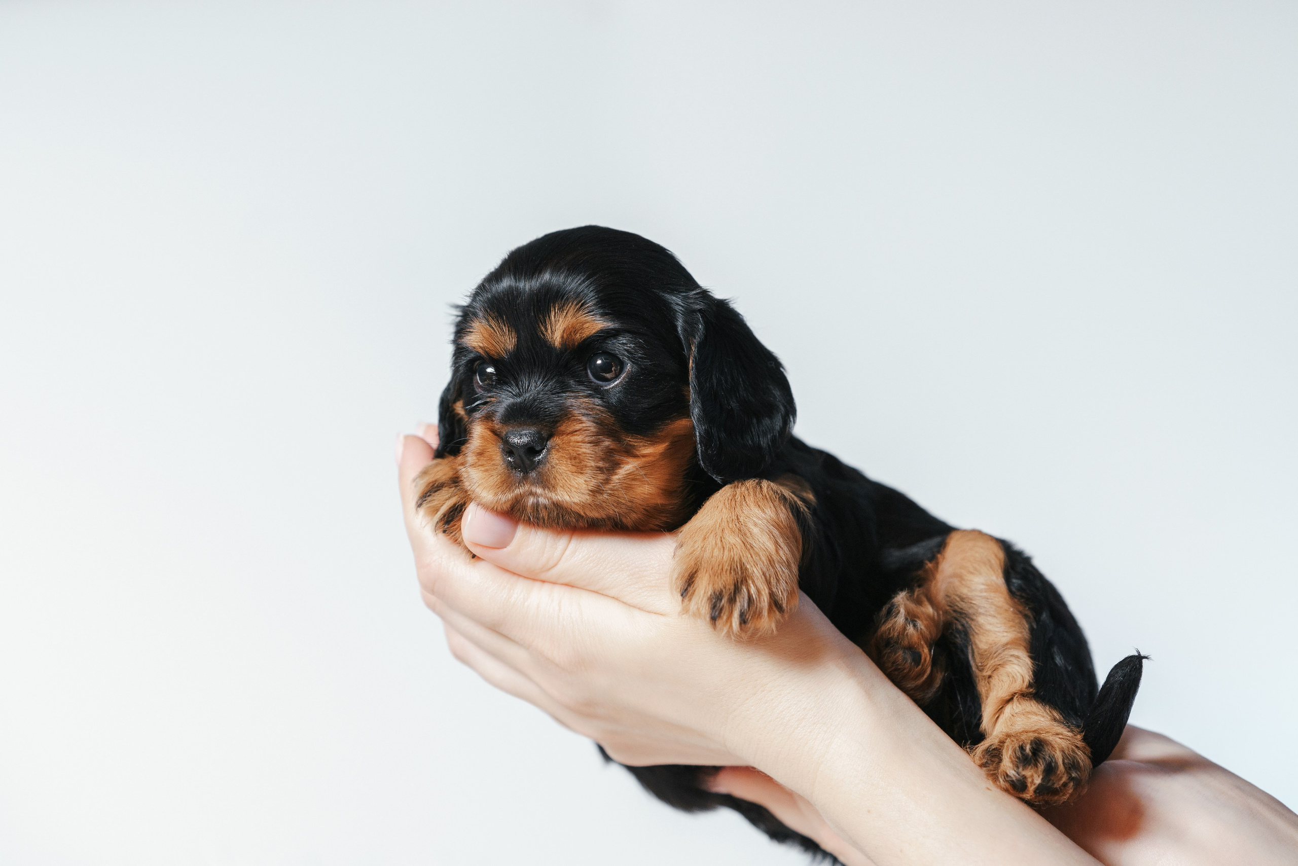 ККЧС. Фотограф анималист Осипчикова Мария