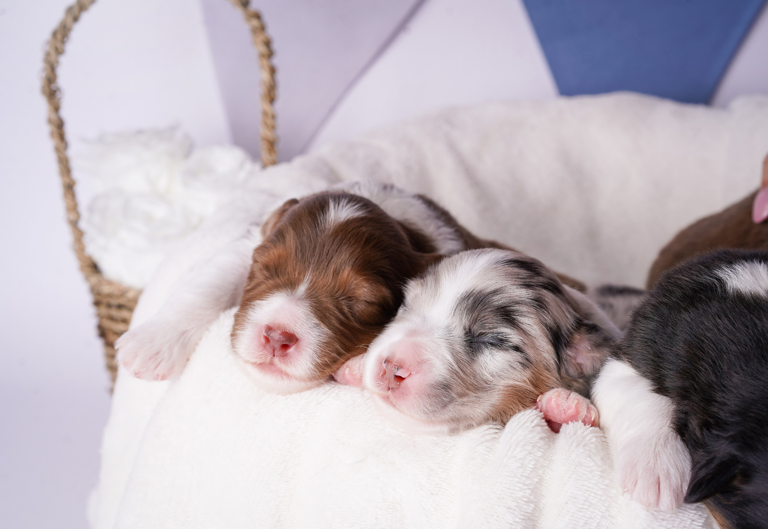 Щенки австралийской овчарки. Фотограф-анималист в Санкт-Петербурге Яна Мартынова
