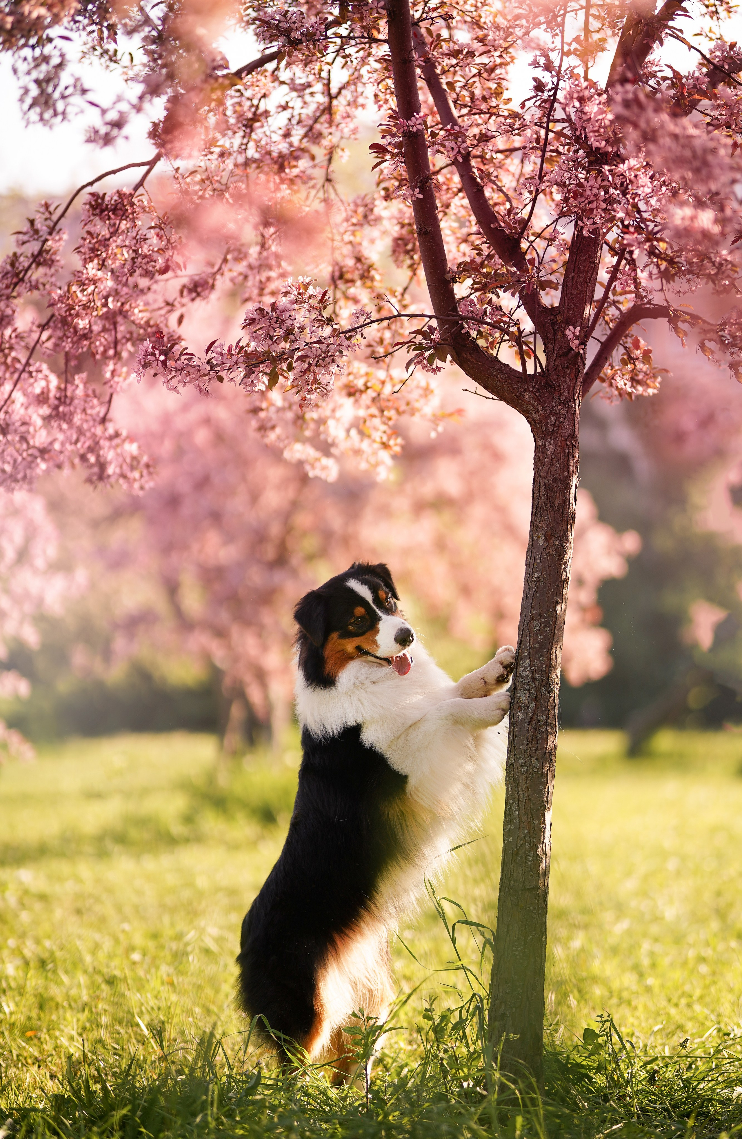 Аусси в Яблоневом саду. Фотограф-анималист в Санкт-Петербурге Яна Мартынова