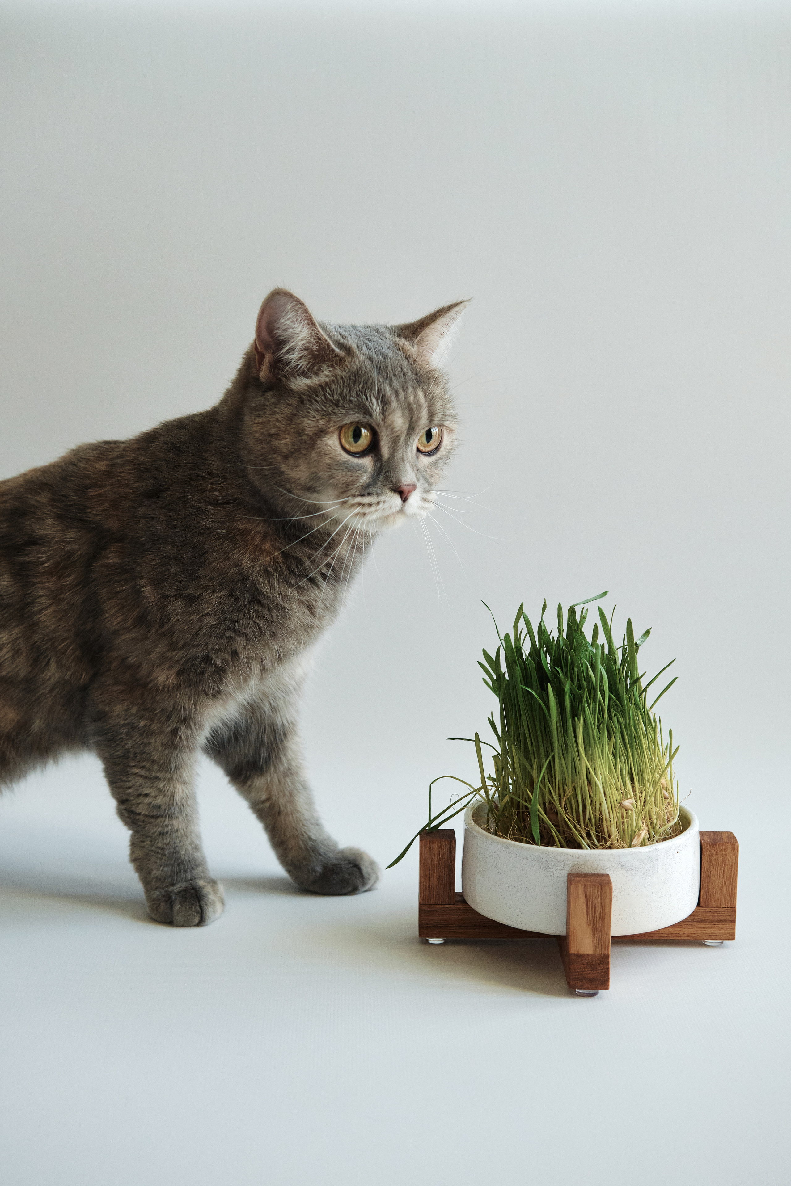 Chou Chou — товары для животных. Артём Кузнецов, фотограф, Новосибирск