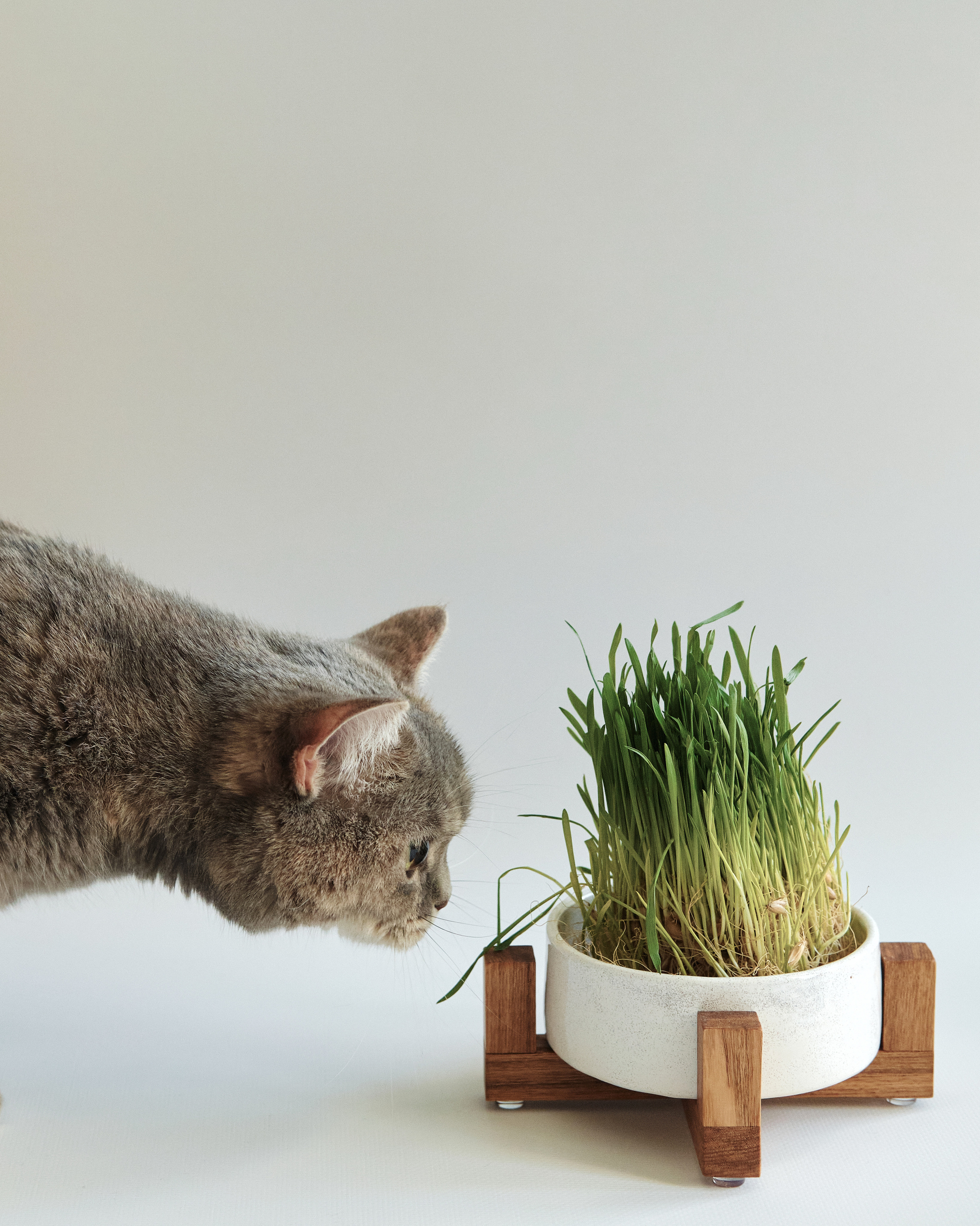 Chou Chou — товары для животных. Артём Кузнецов, фотограф, Новосибирск