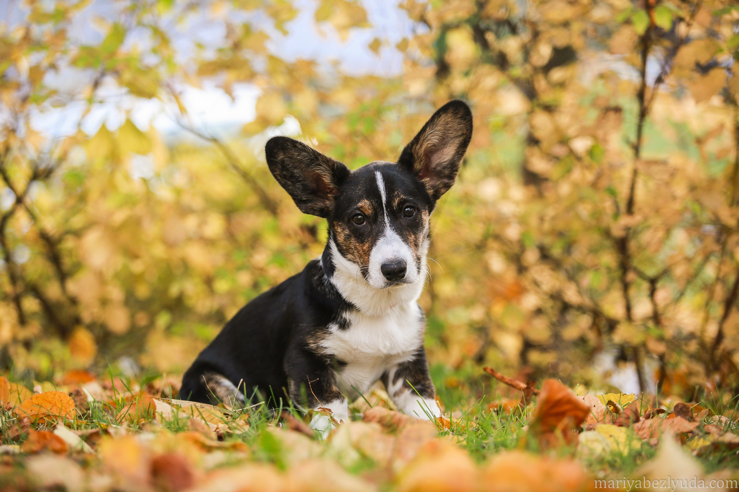 Щенки. Семейный и детский фотограф в Москве Мария Быкова